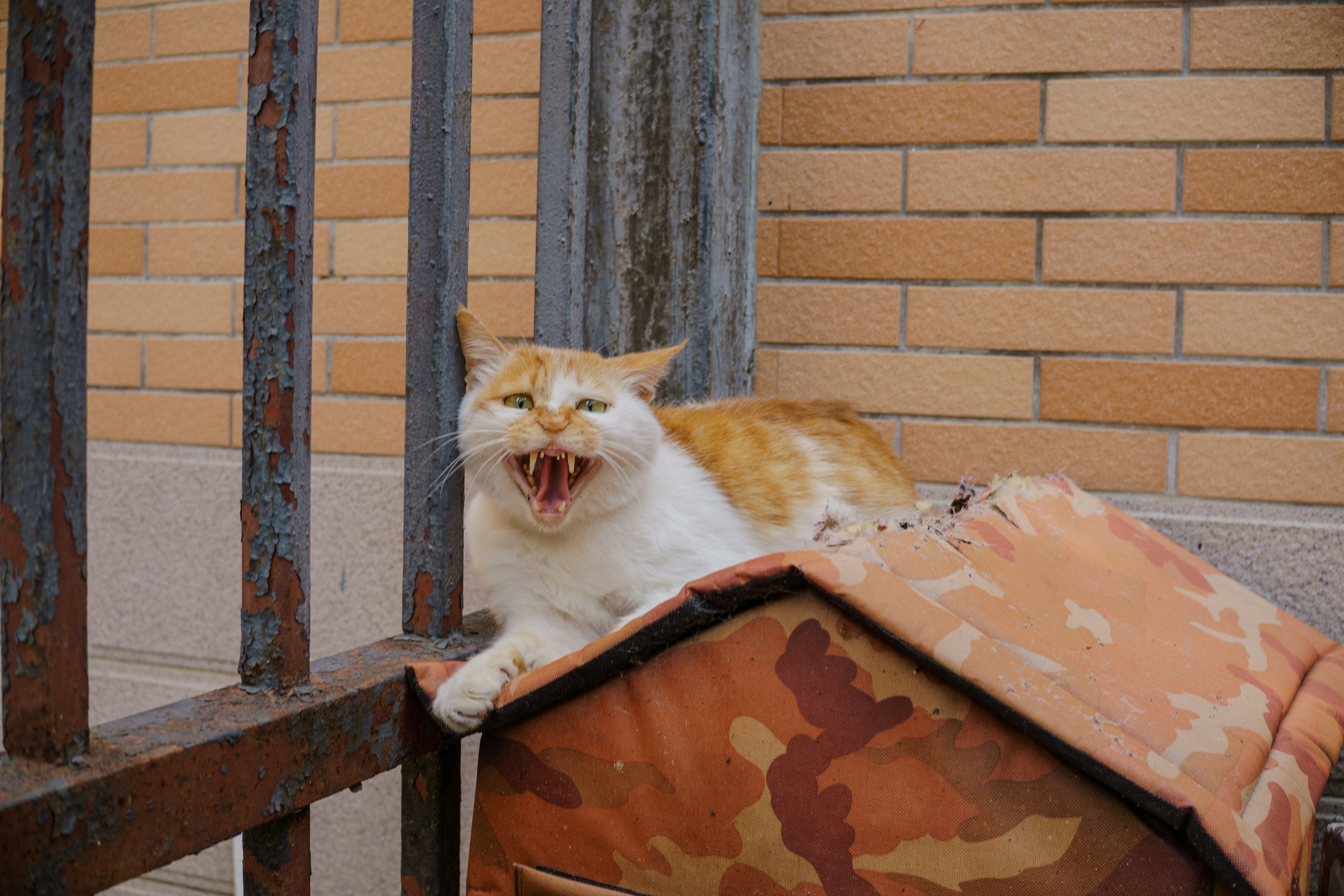 An angry cat yawning beside a rusty fence. photo – Free Cat Image on ...