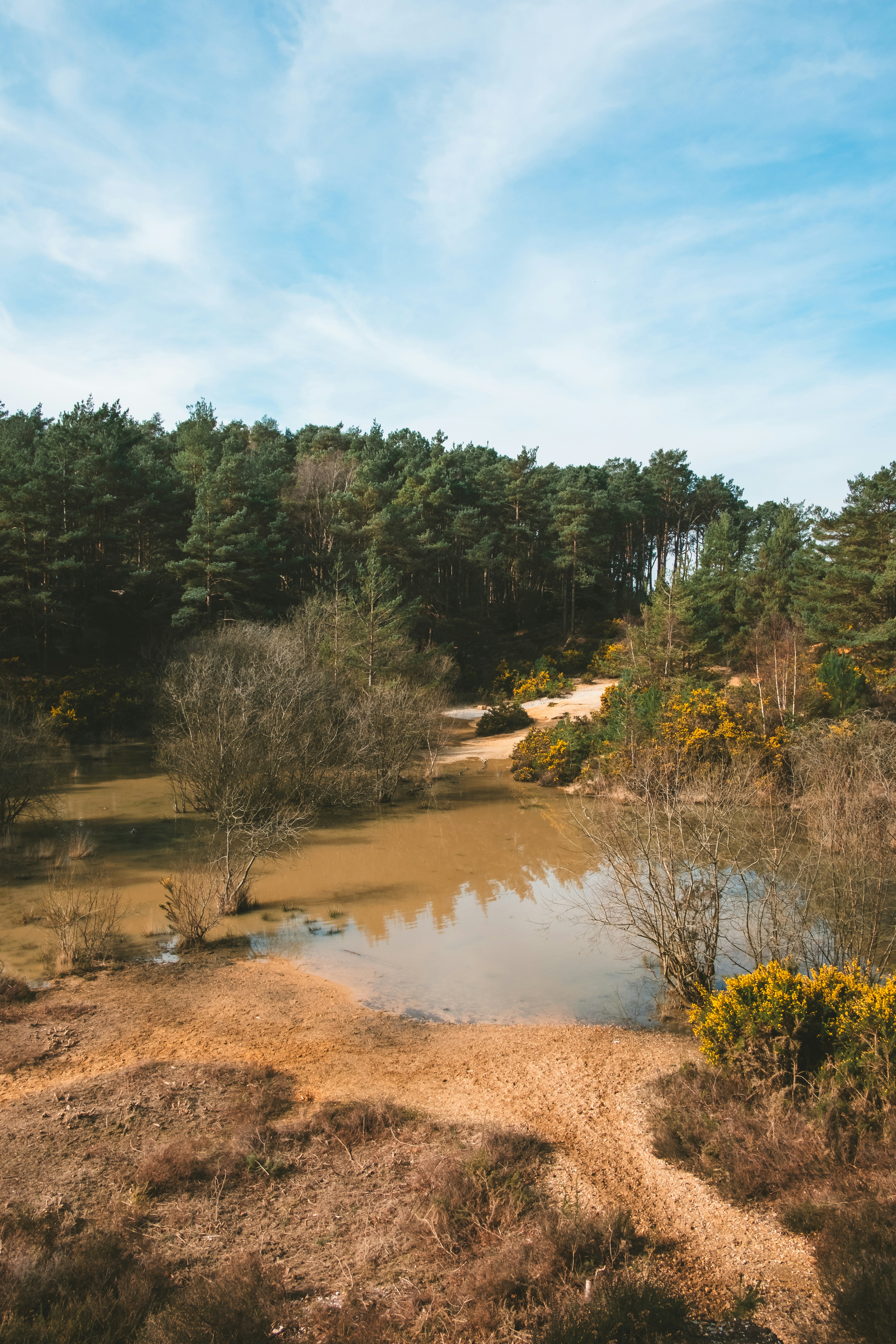 A serene lake surrounded by lush trees.