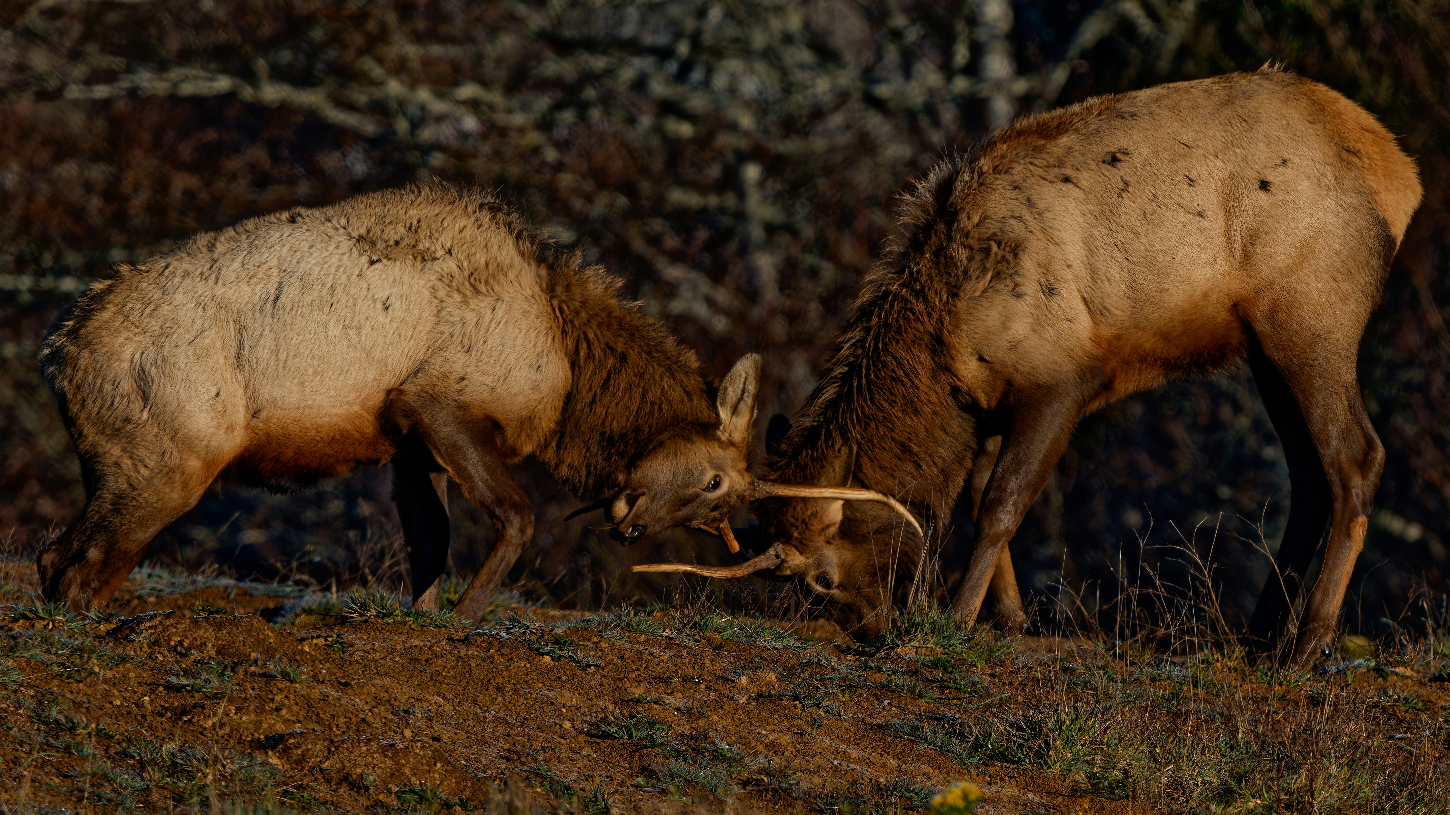 Photo by patrickbigelow_zoom_in