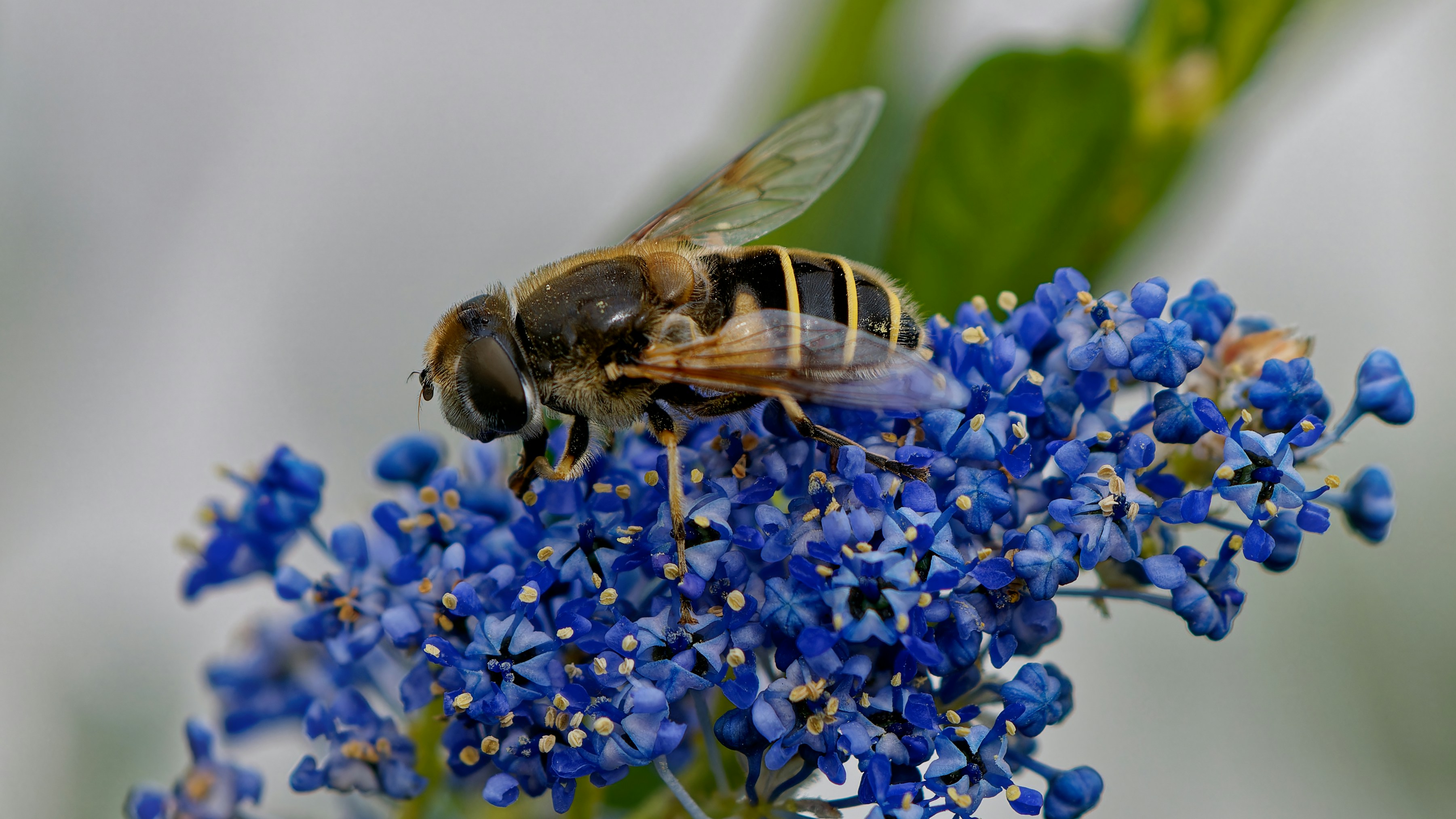 A bee is sitting on a cluster of blue flowers