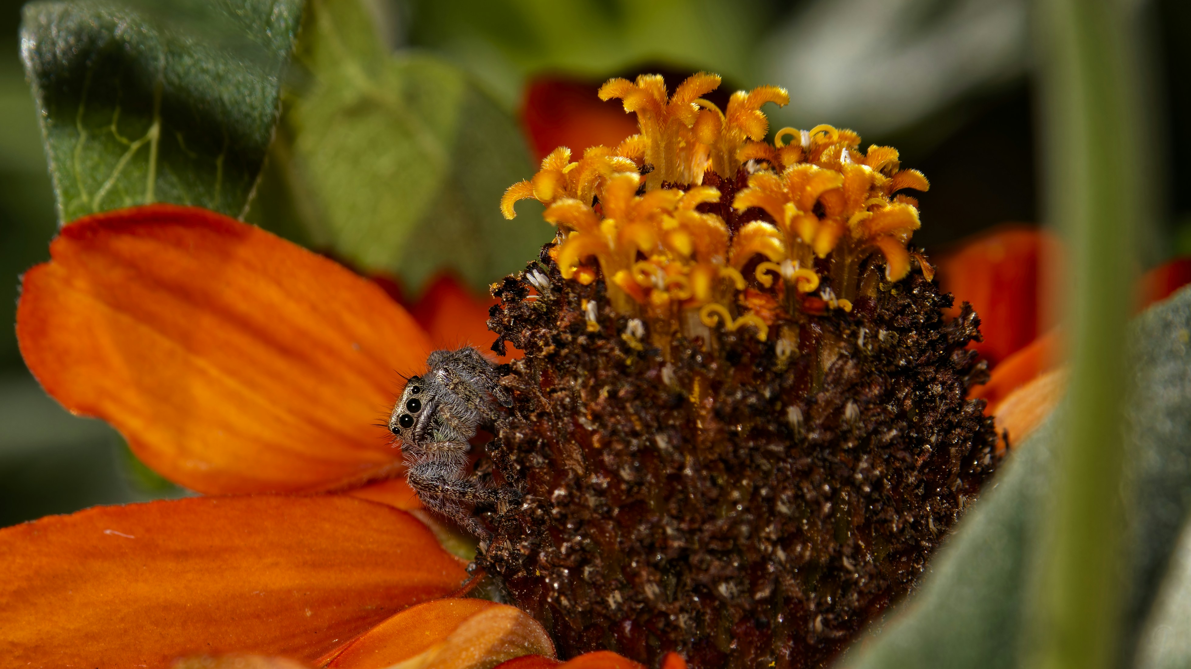 Orange flower petals surround the brown and orange center.
