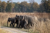 A herd of elephants walks through a grassy field.