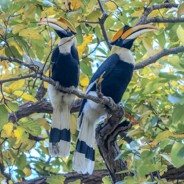 Dense sal forest of Sitavani Zone, Jim Corbett landscape