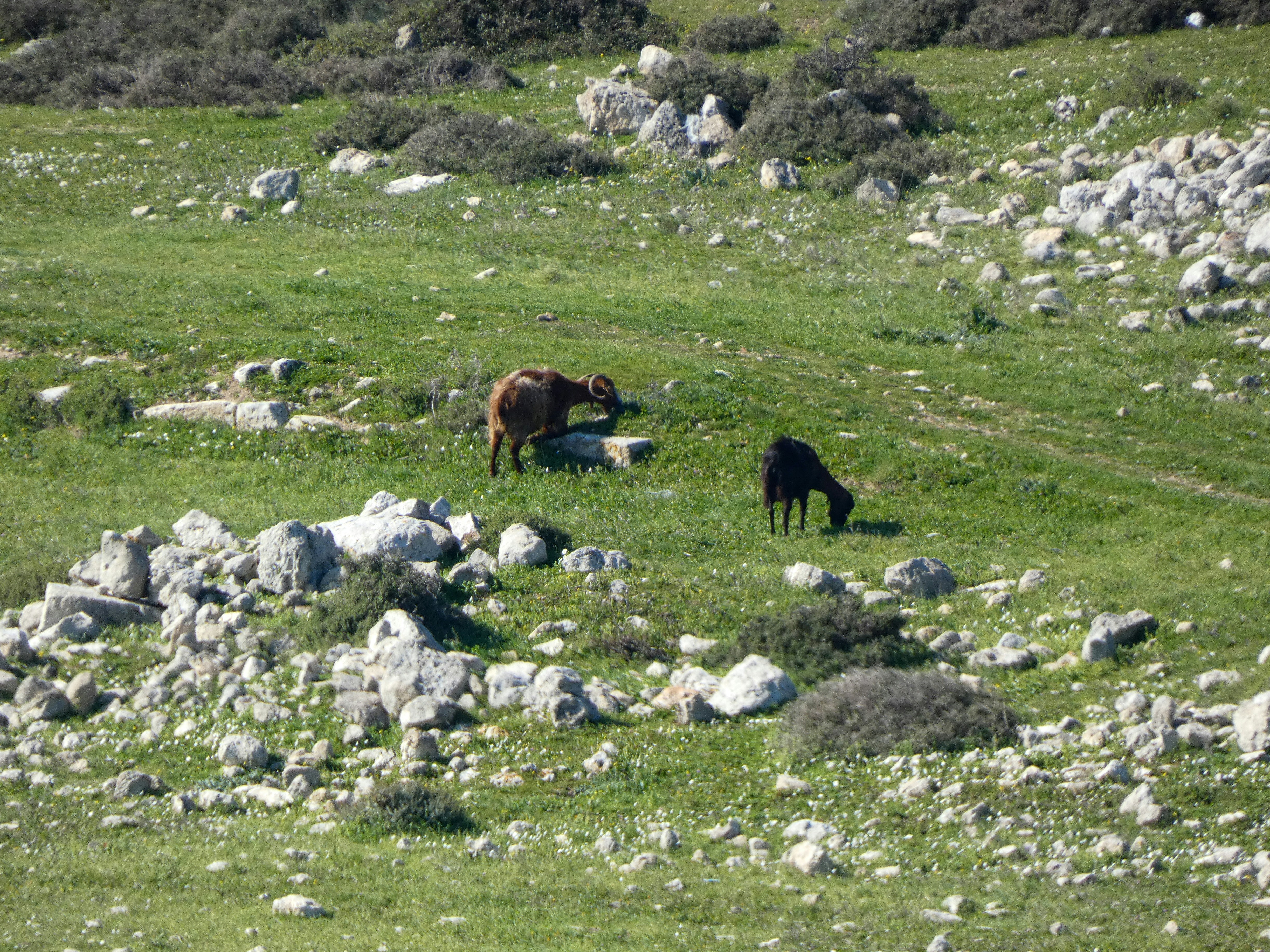 Goats graze on a grassy, rocky hillside.