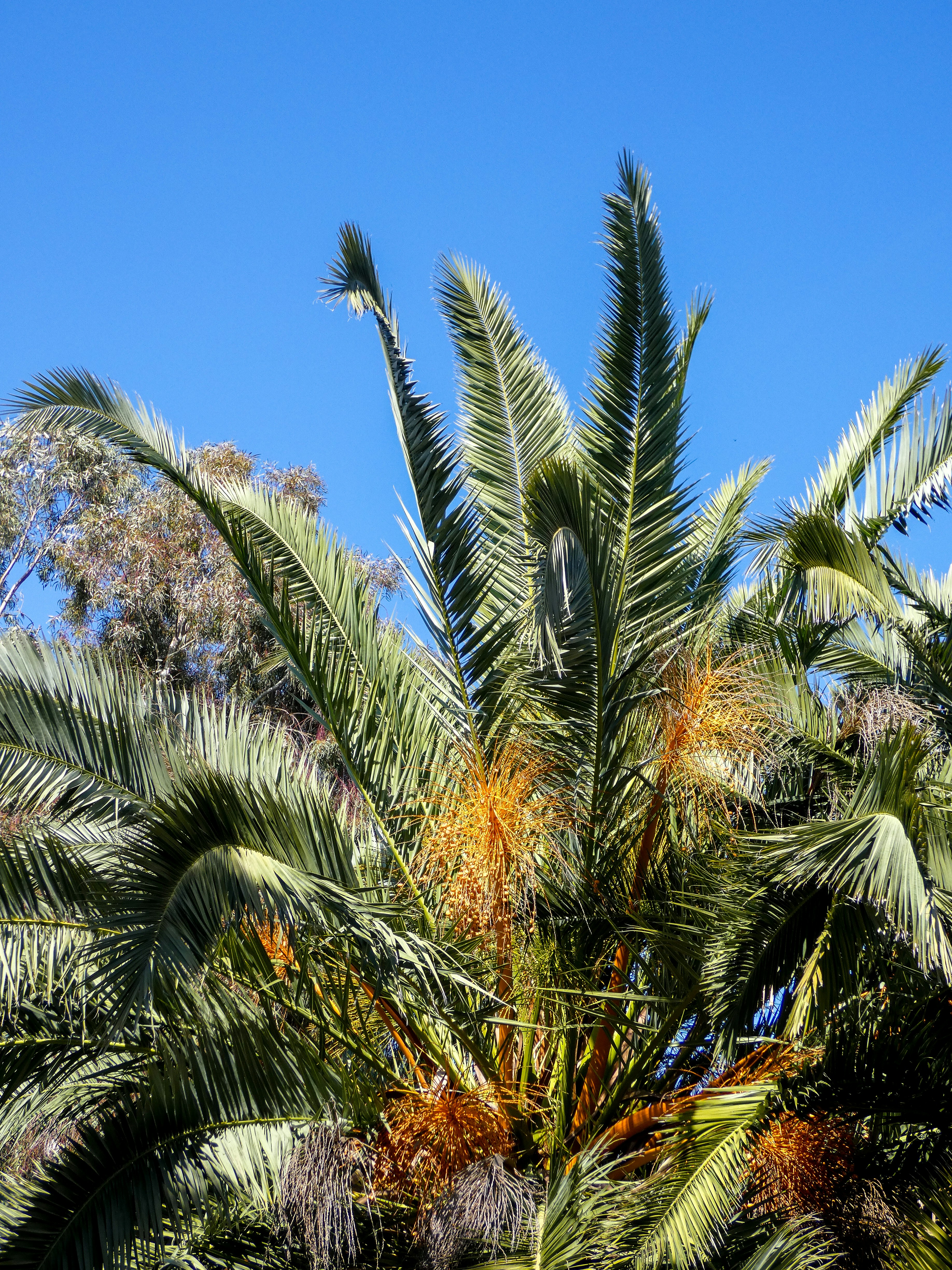 Palm tree fronds reach towards a bright blue sky.
