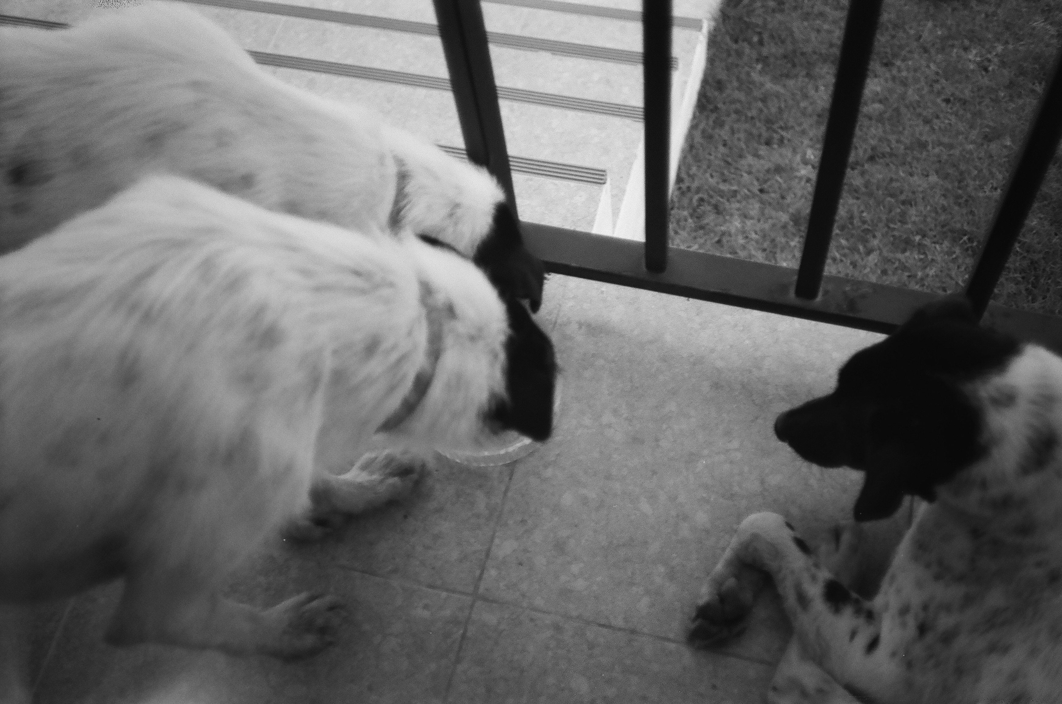 Three dogs lying down near railings.