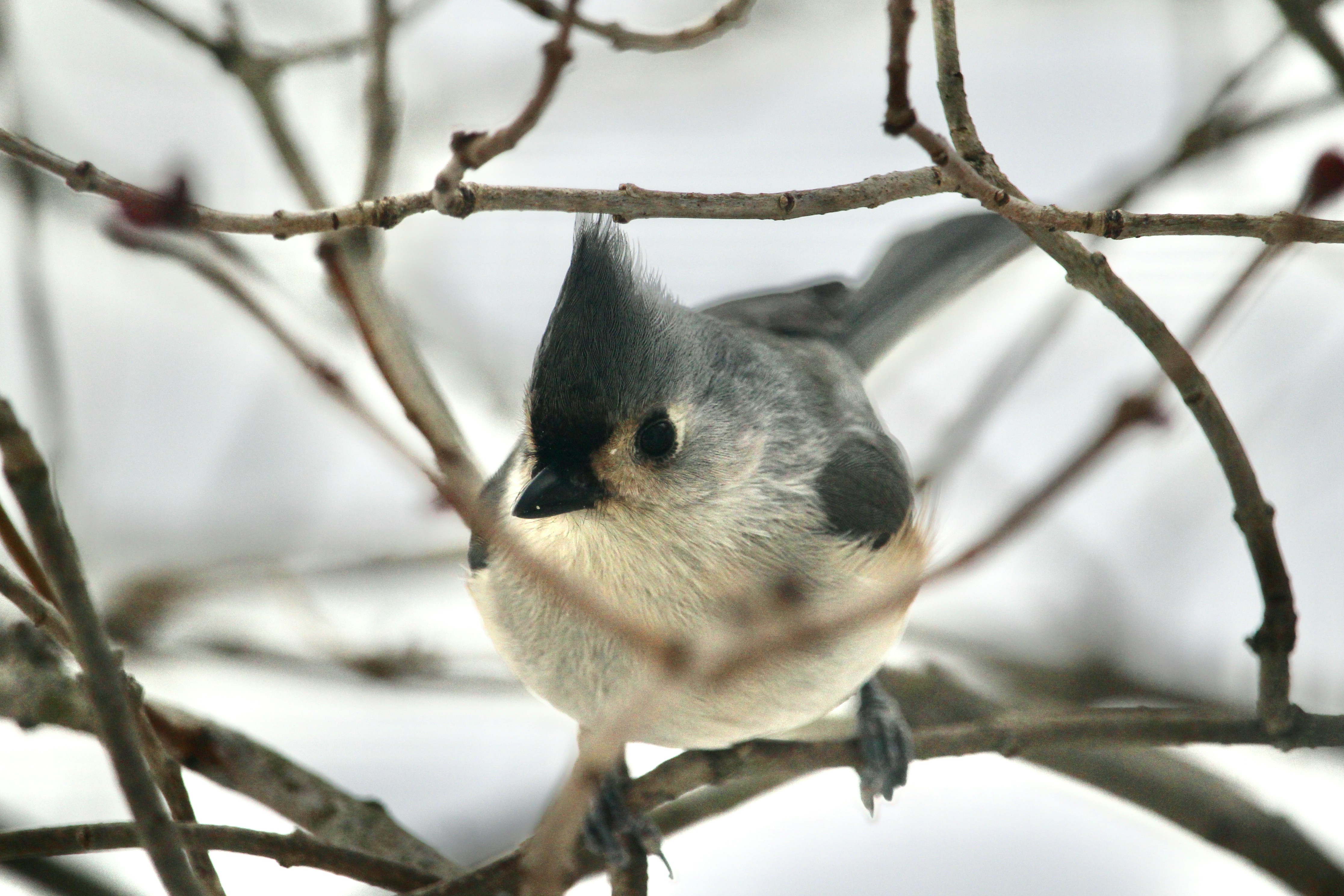 Photo by cecilemousist