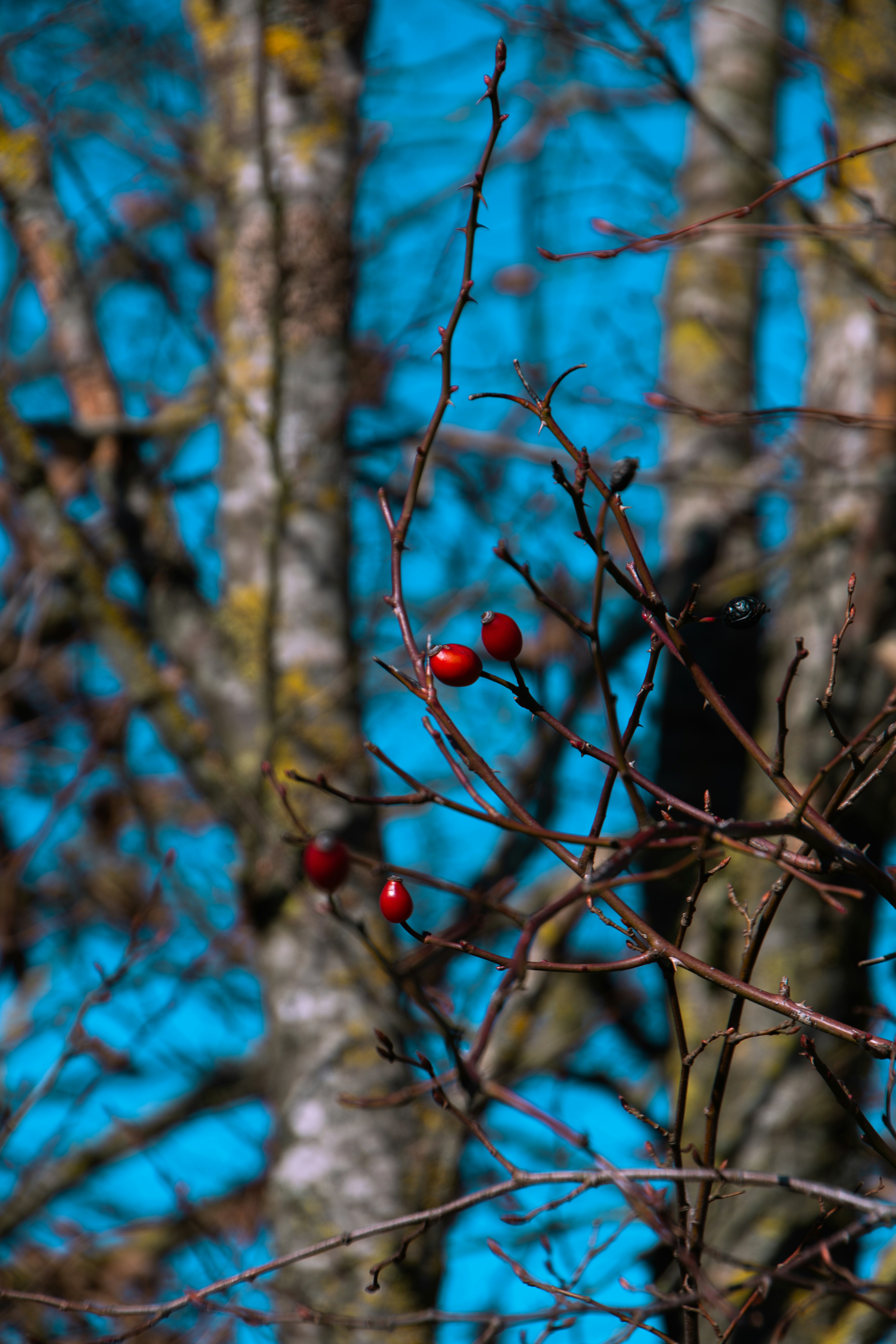 Red berries pop against a bright blue sky