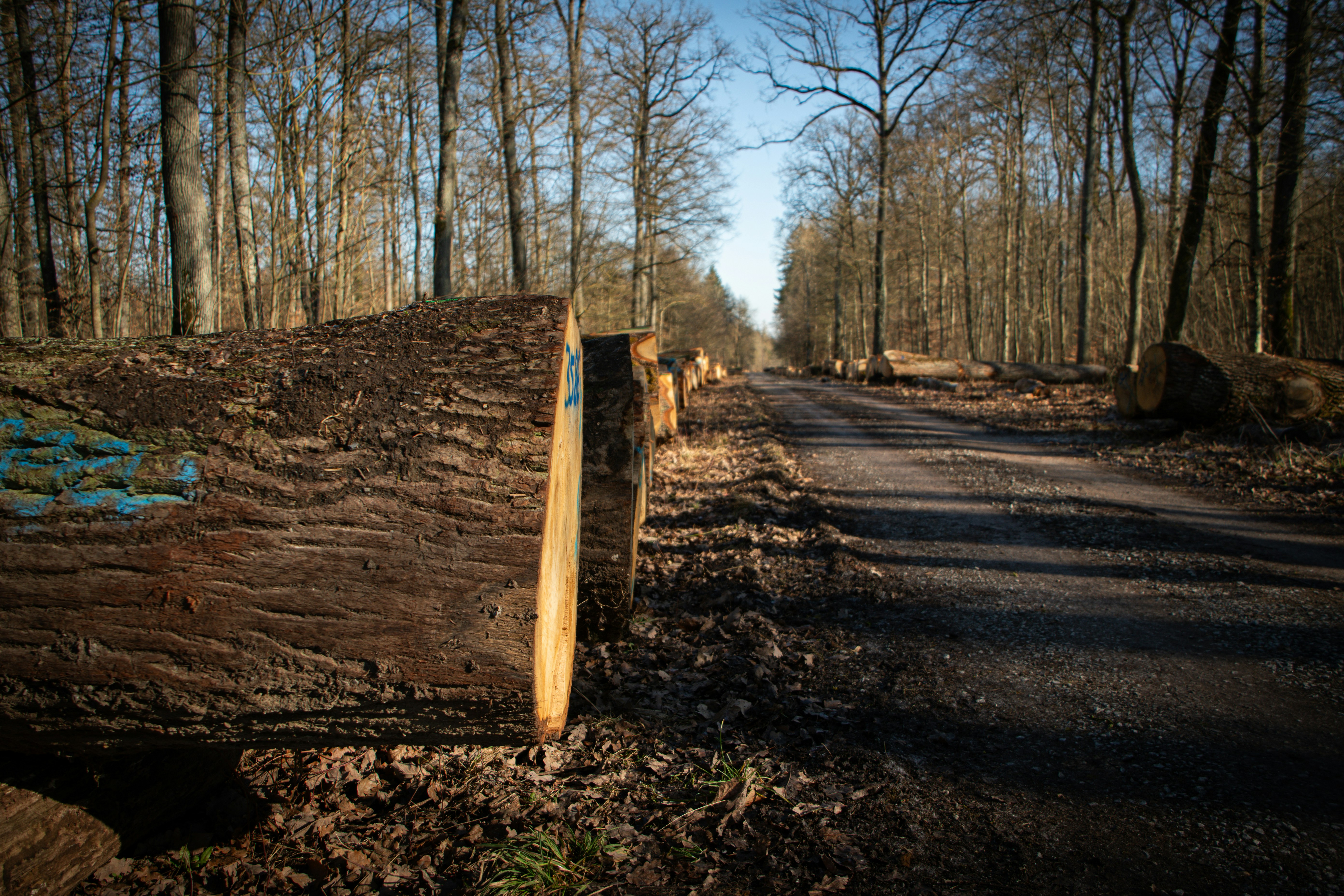 A dirt road leads into a sunny forest
