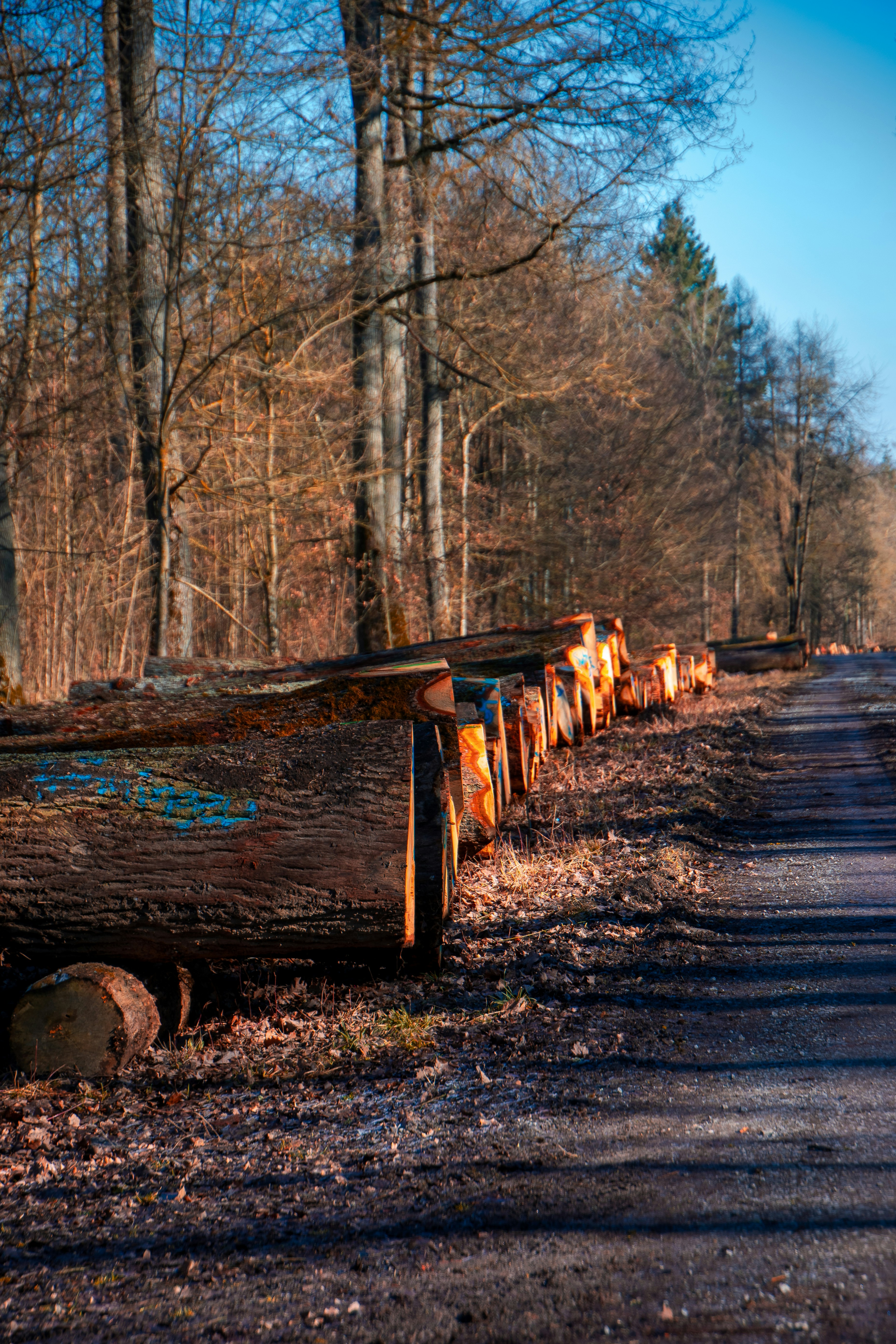 Logs lie alongside a path in the forest