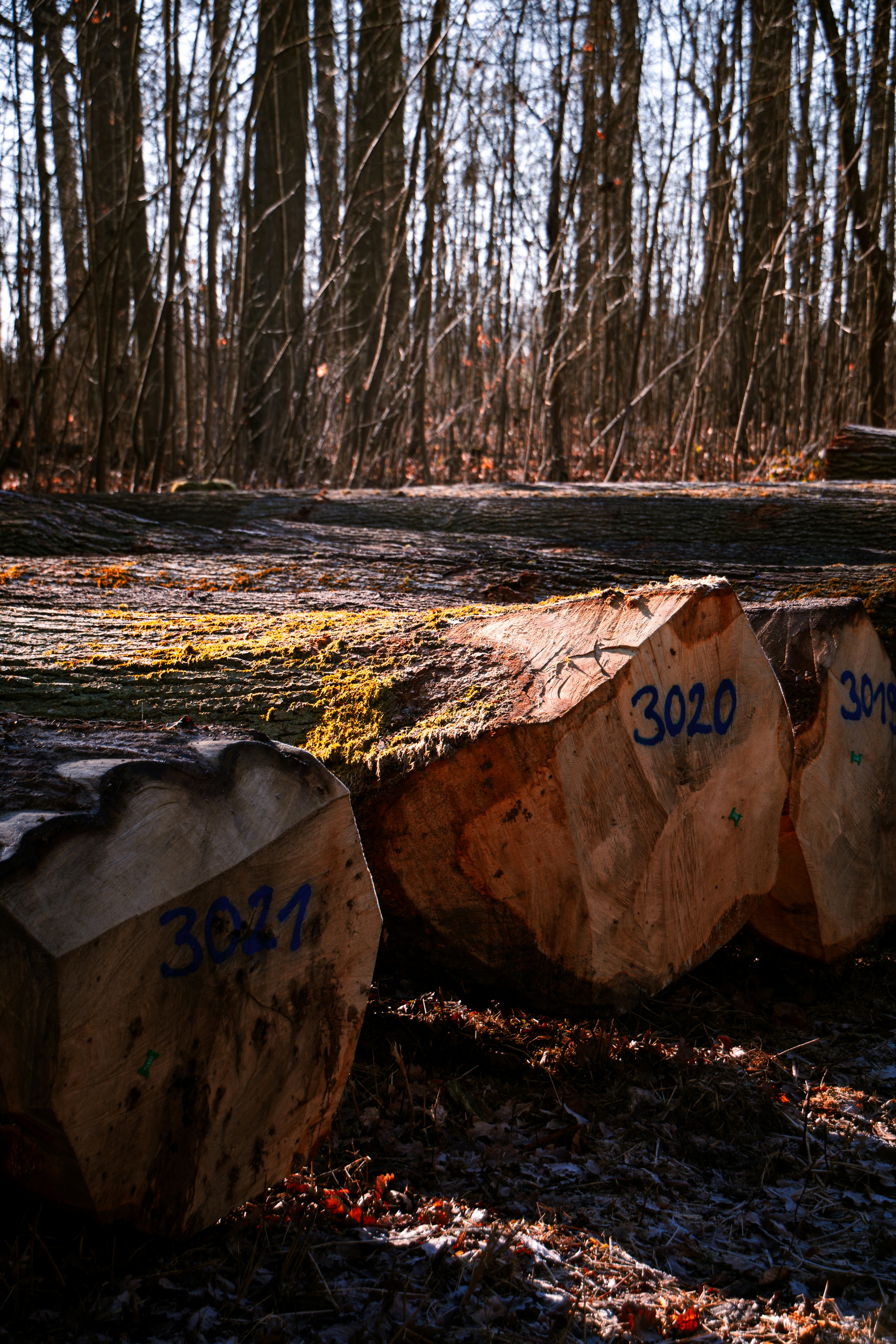 Chopped logs with numbers rest in a sunlit forest