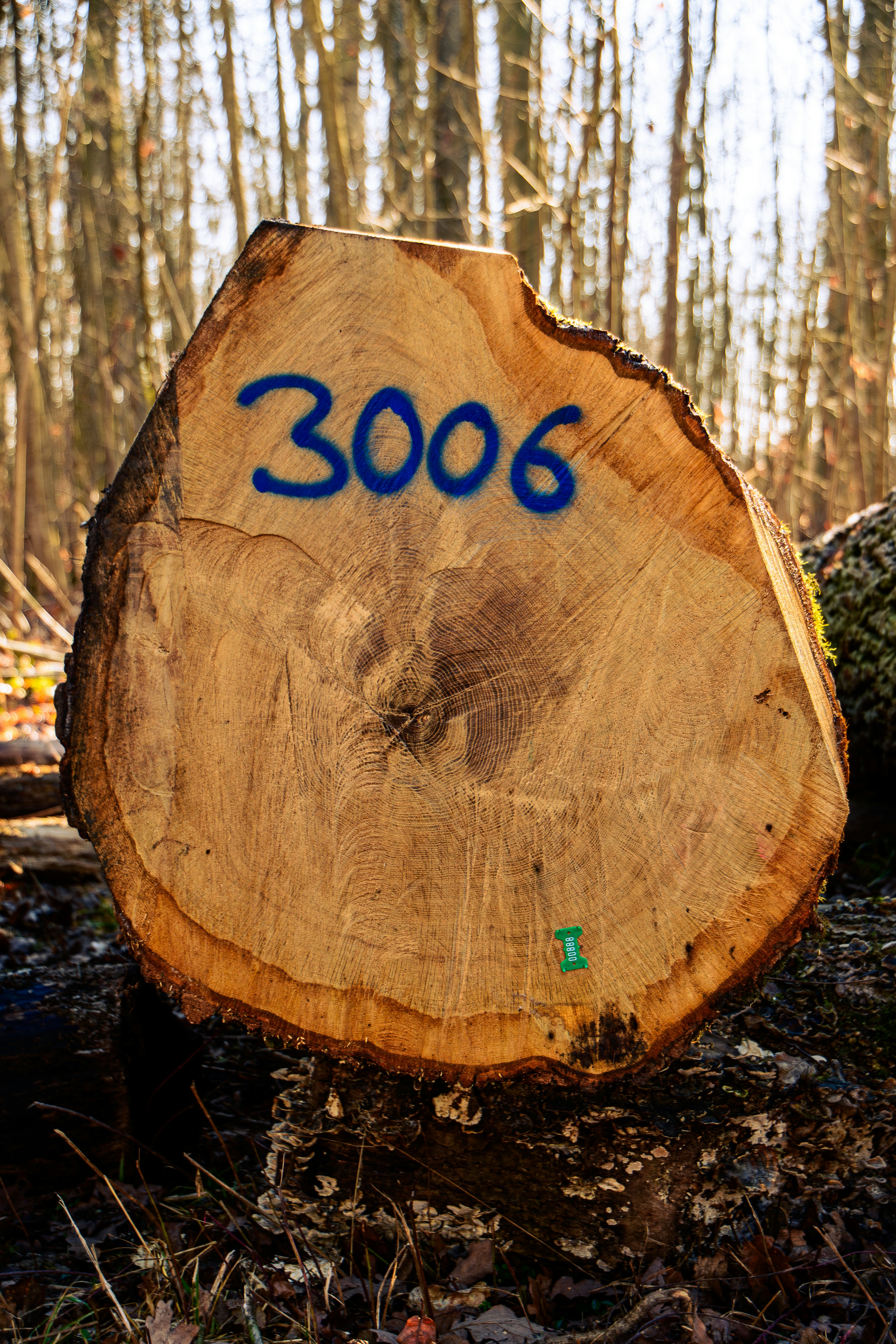 A log with the number "3006" painted on it