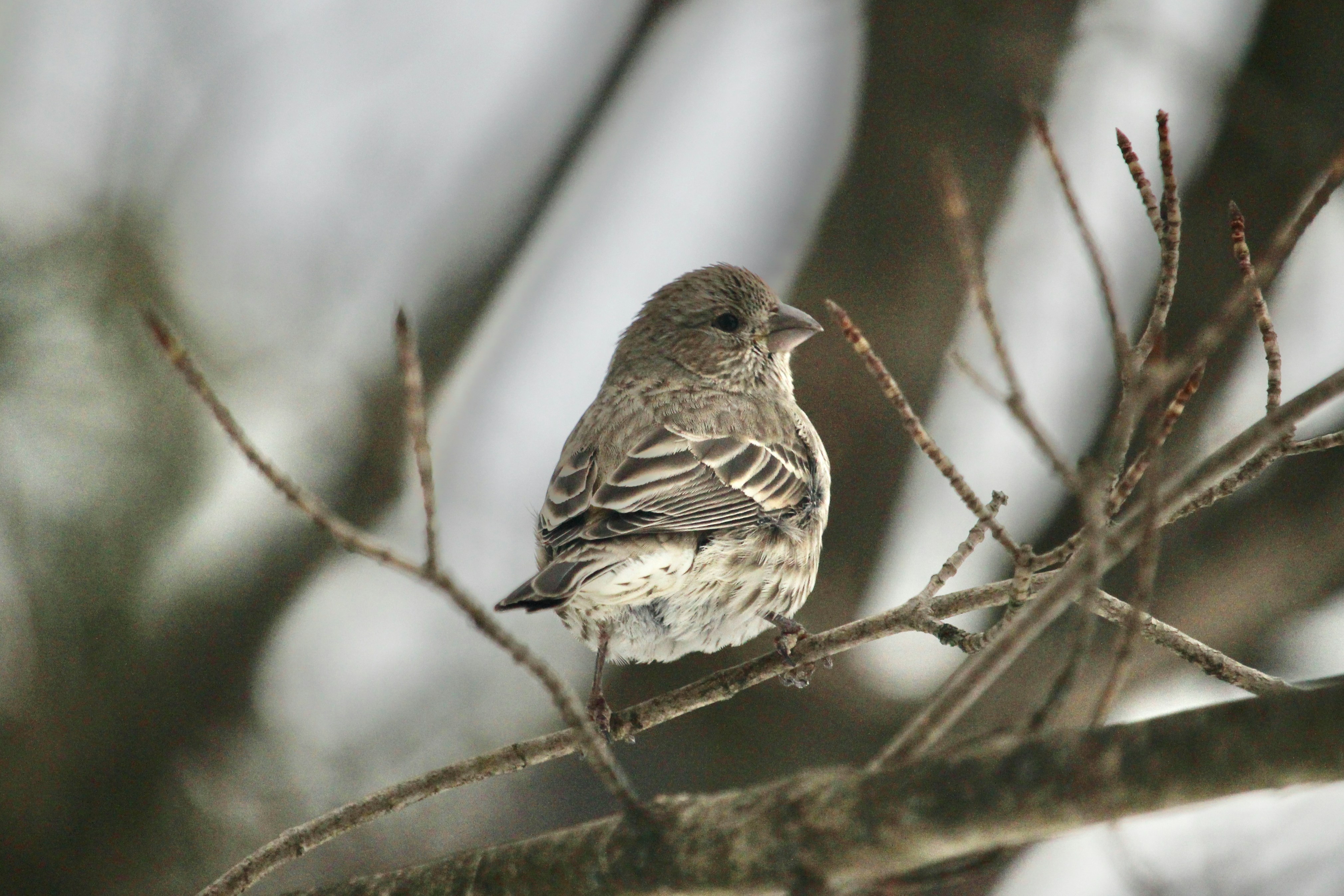 Photo by cecilemousist