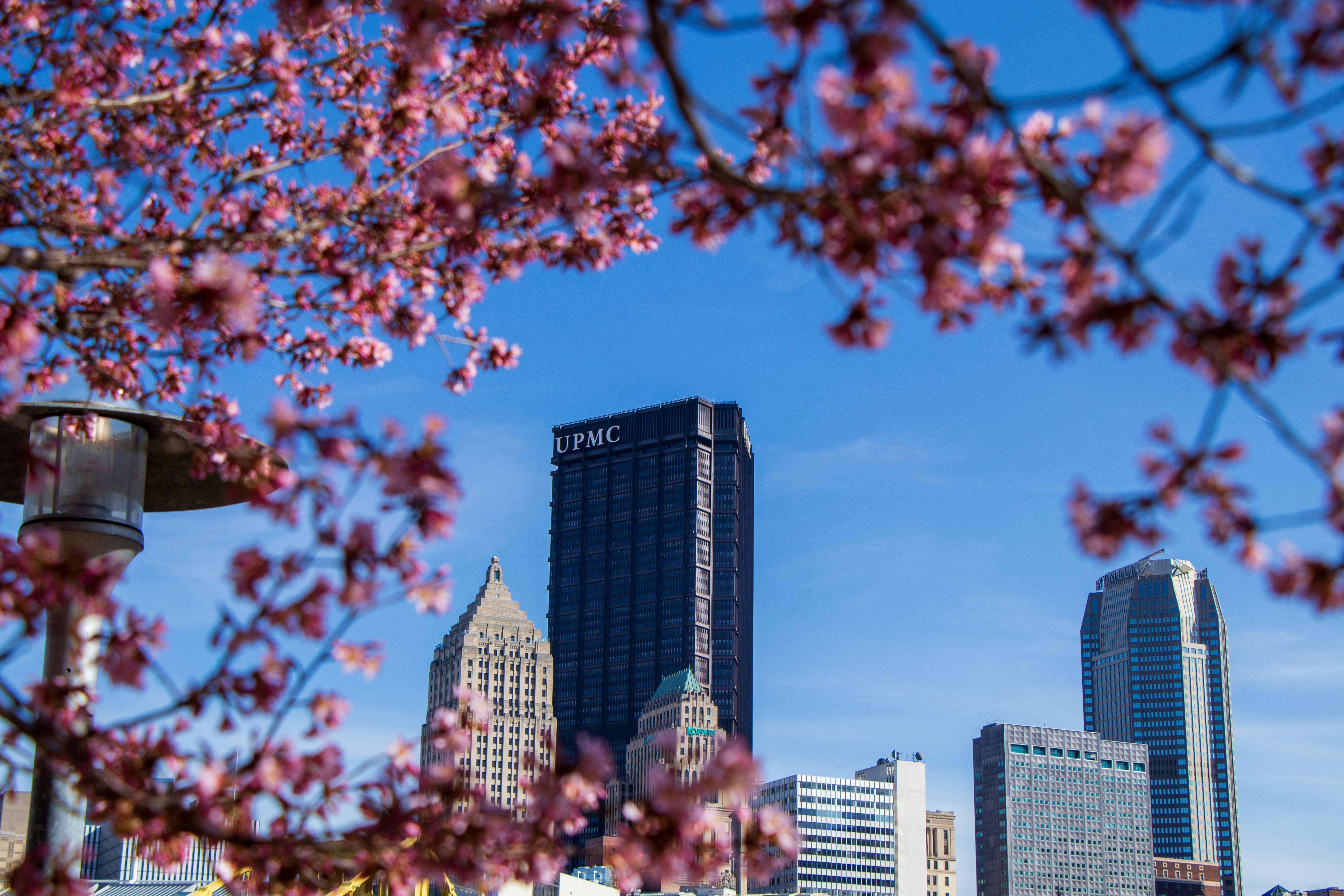 Cherry blossoms frame a city skyline.