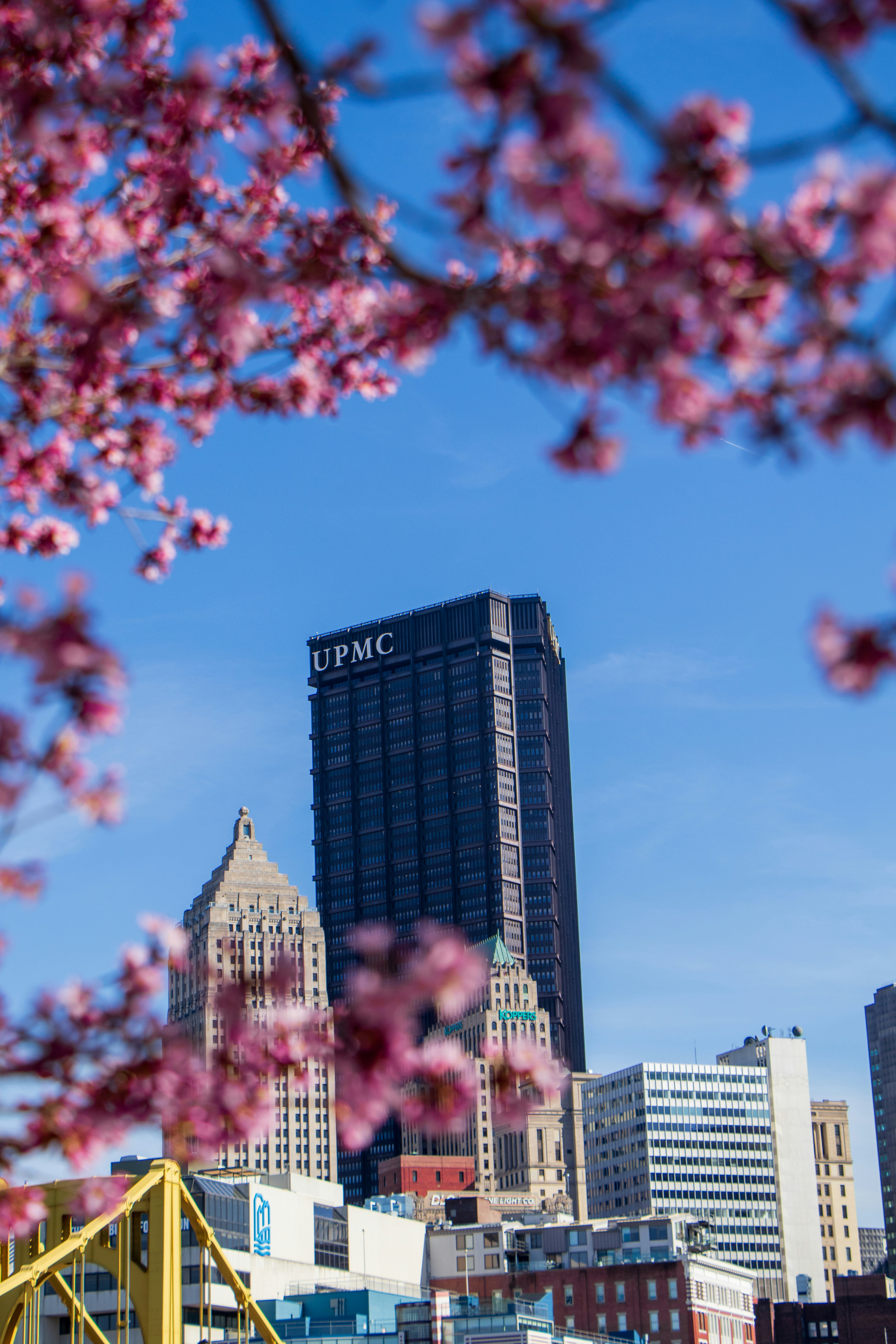 Cherry blossoms frame the pittsburgh skyline.
