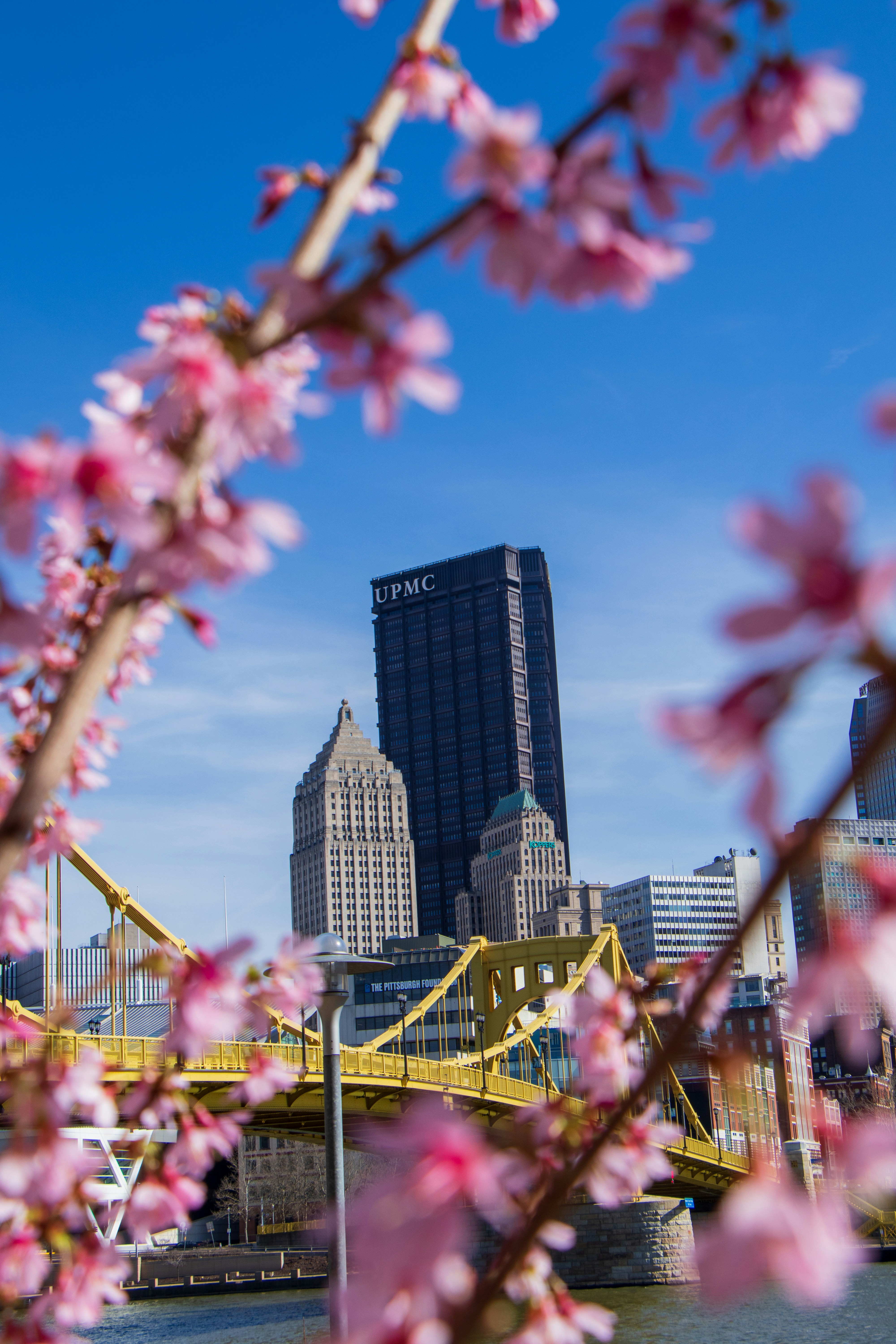 Cherry blossoms frame a city skyline and yellow bridge.