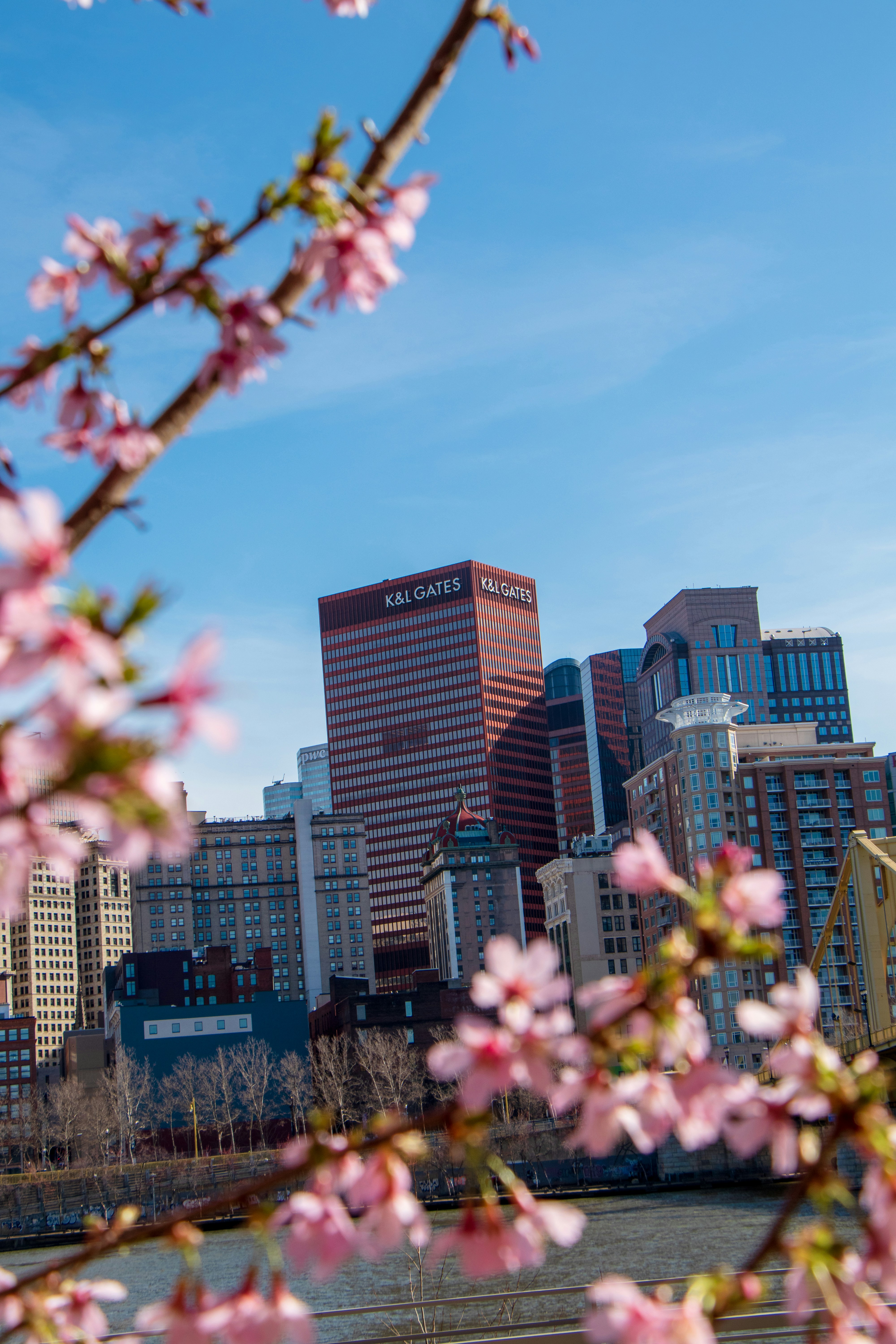 Cherry blossoms frame a city skyline.
