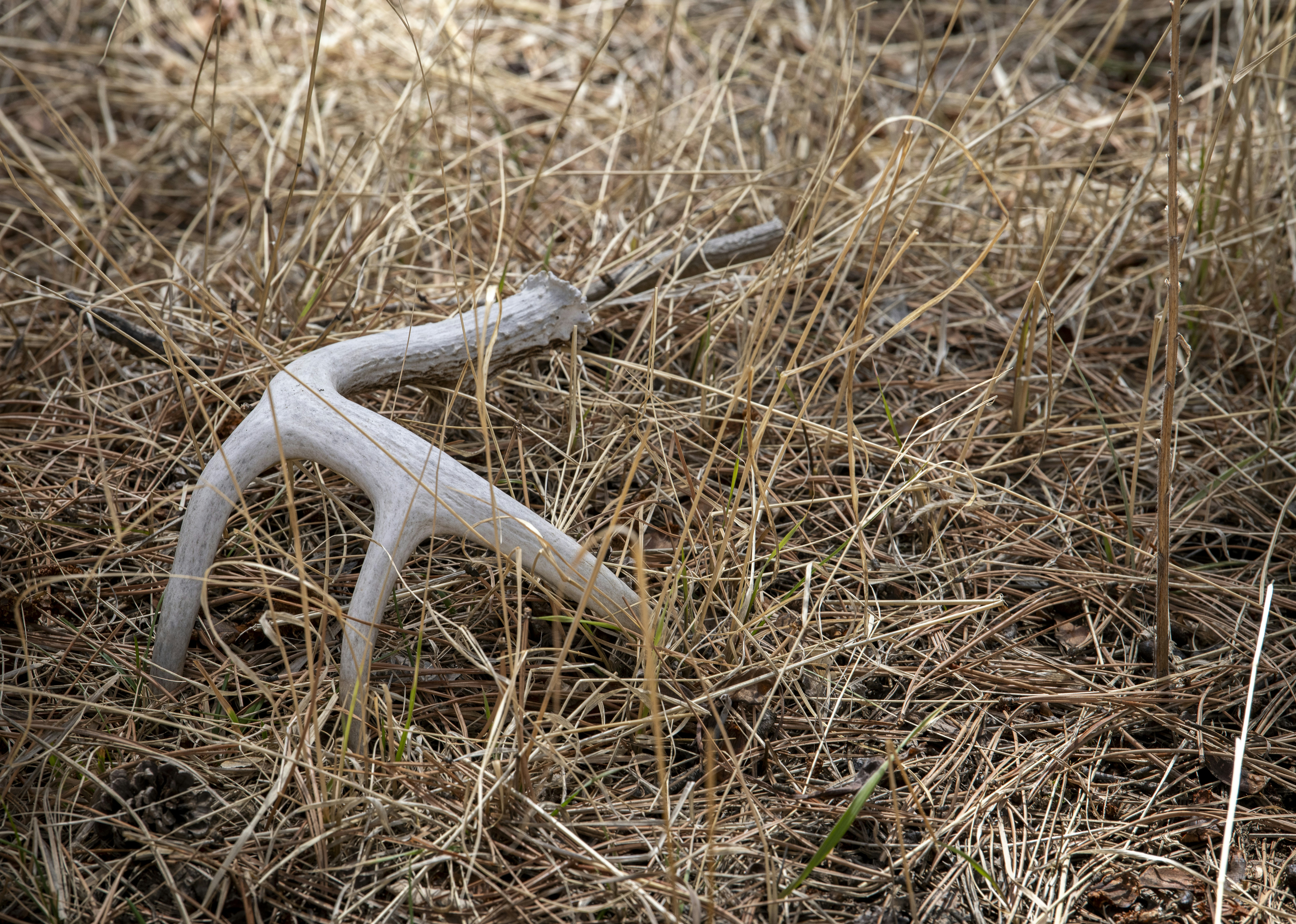 A shed antler lies in dried grass.