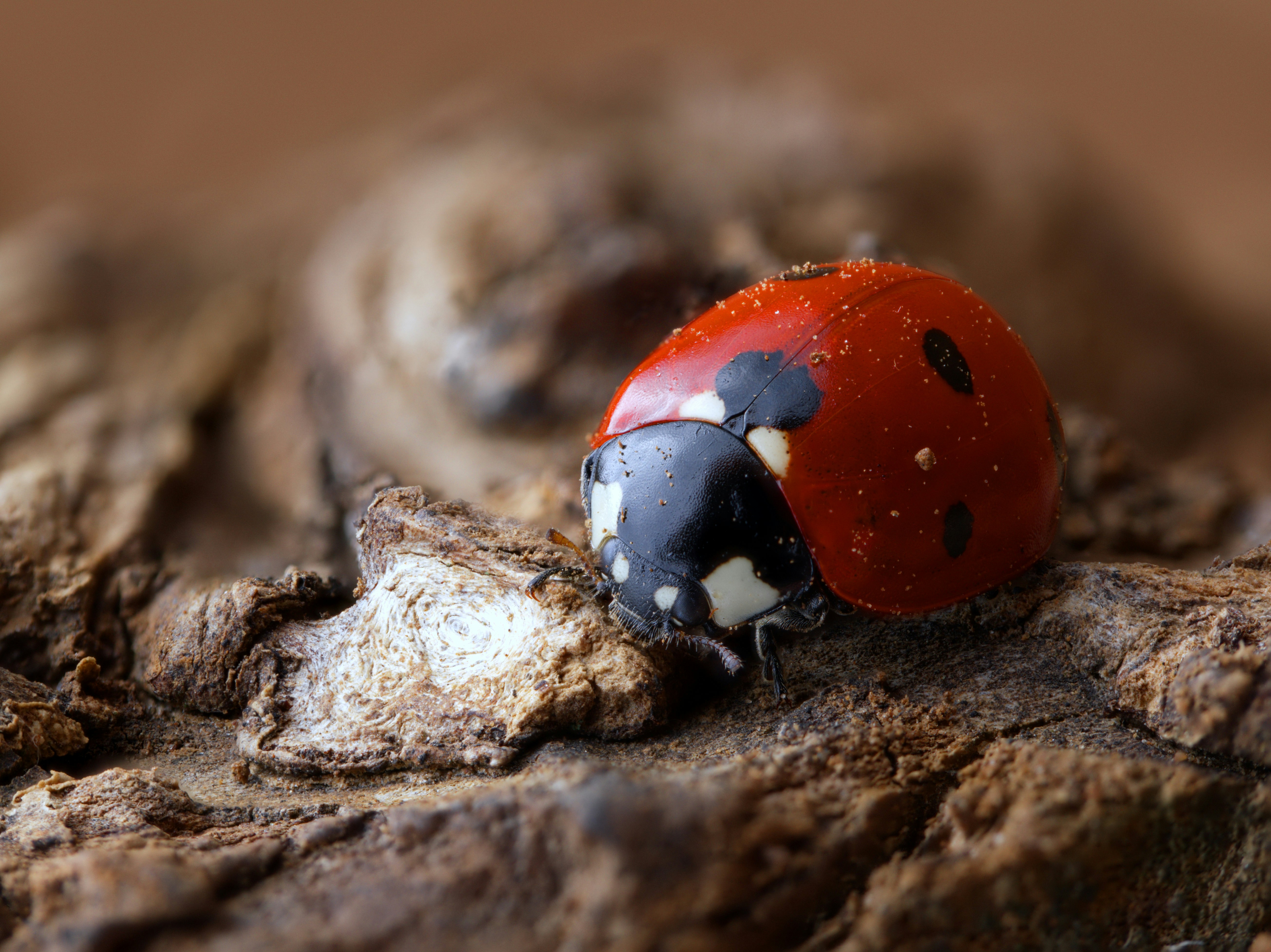 A ladybug rests on some textured wood.