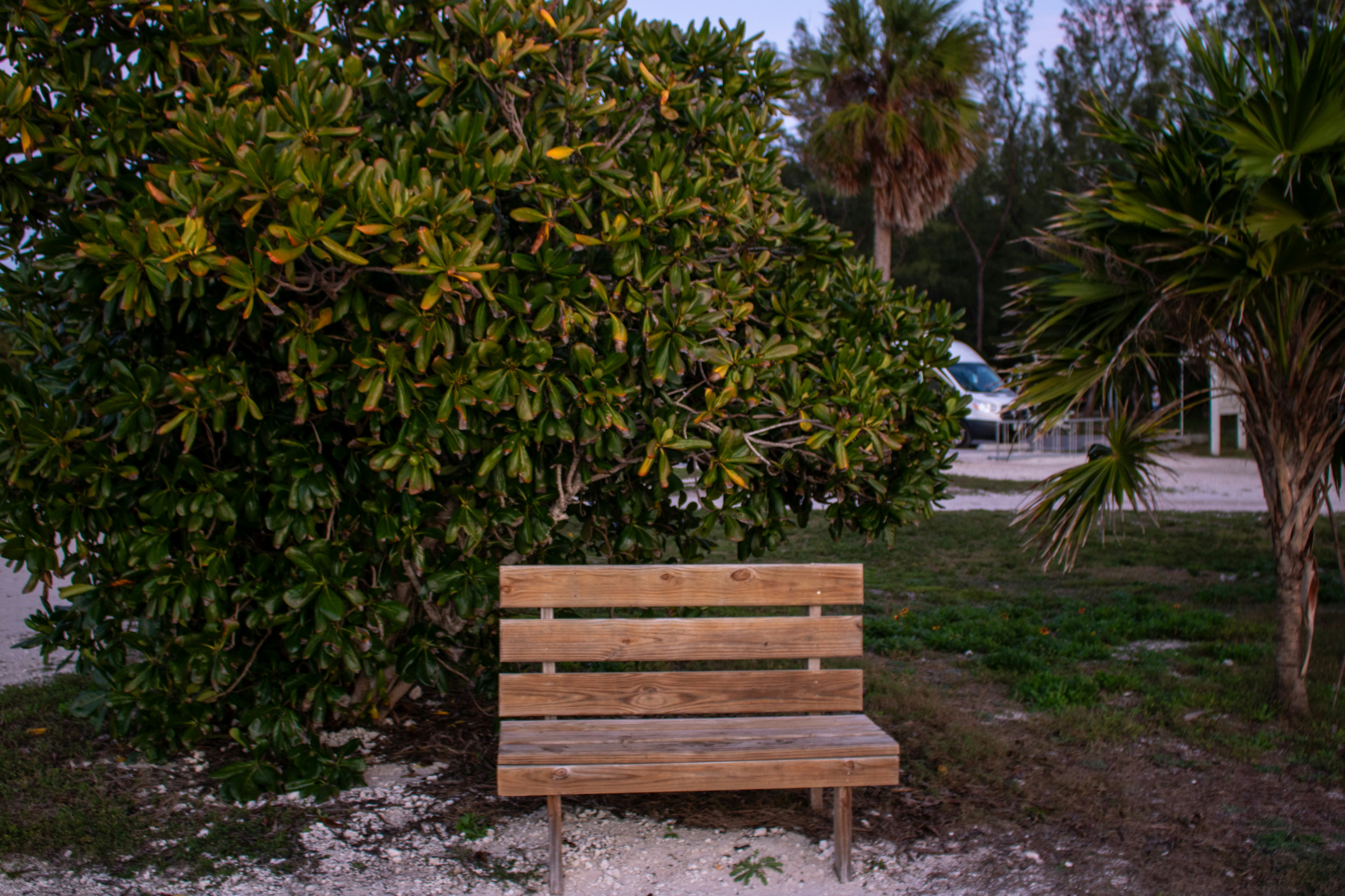 Um banco de madeira fica perto de uma vegetação exuberante.