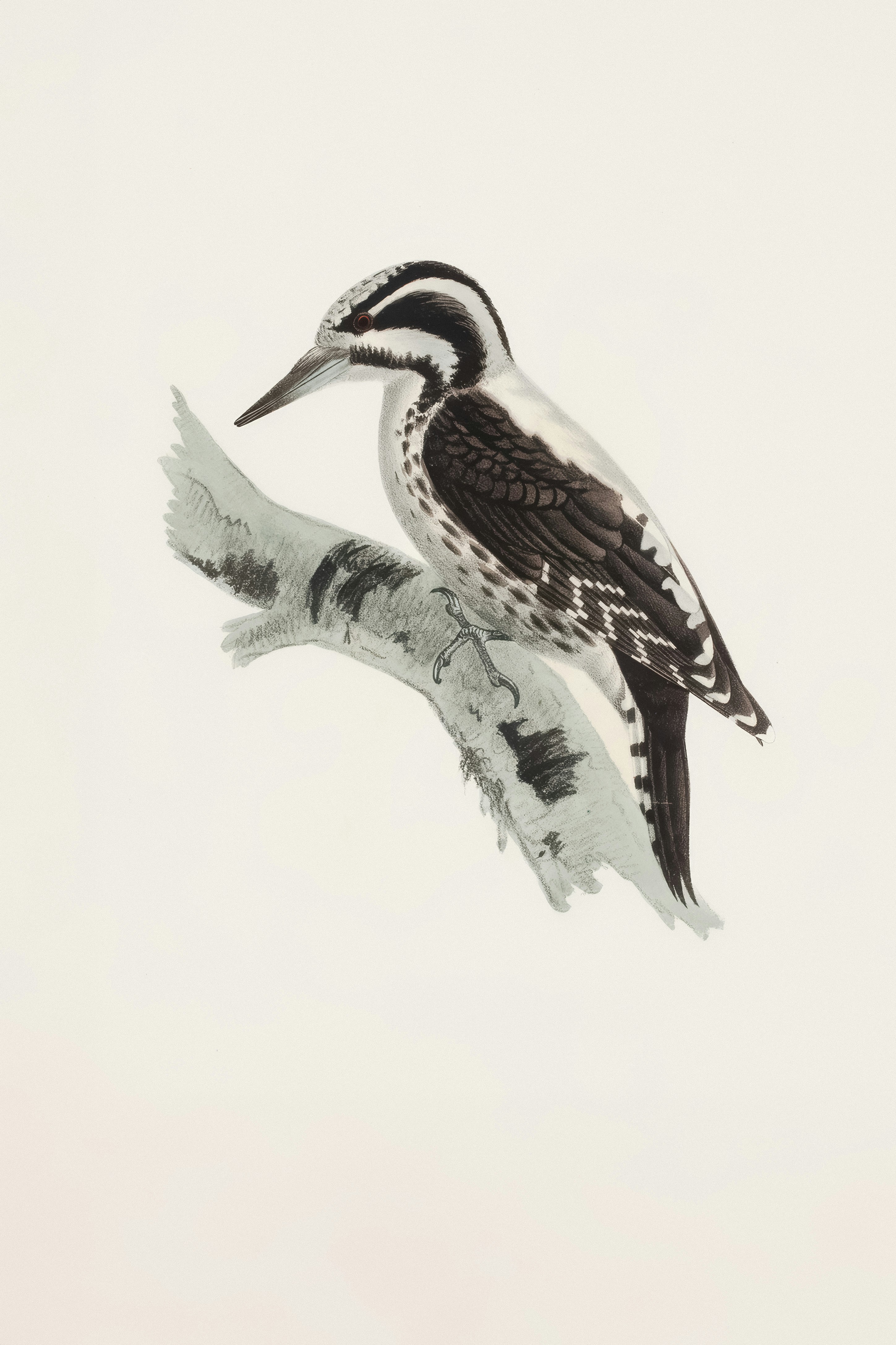 Ein Specht sitzt auf einem Ast