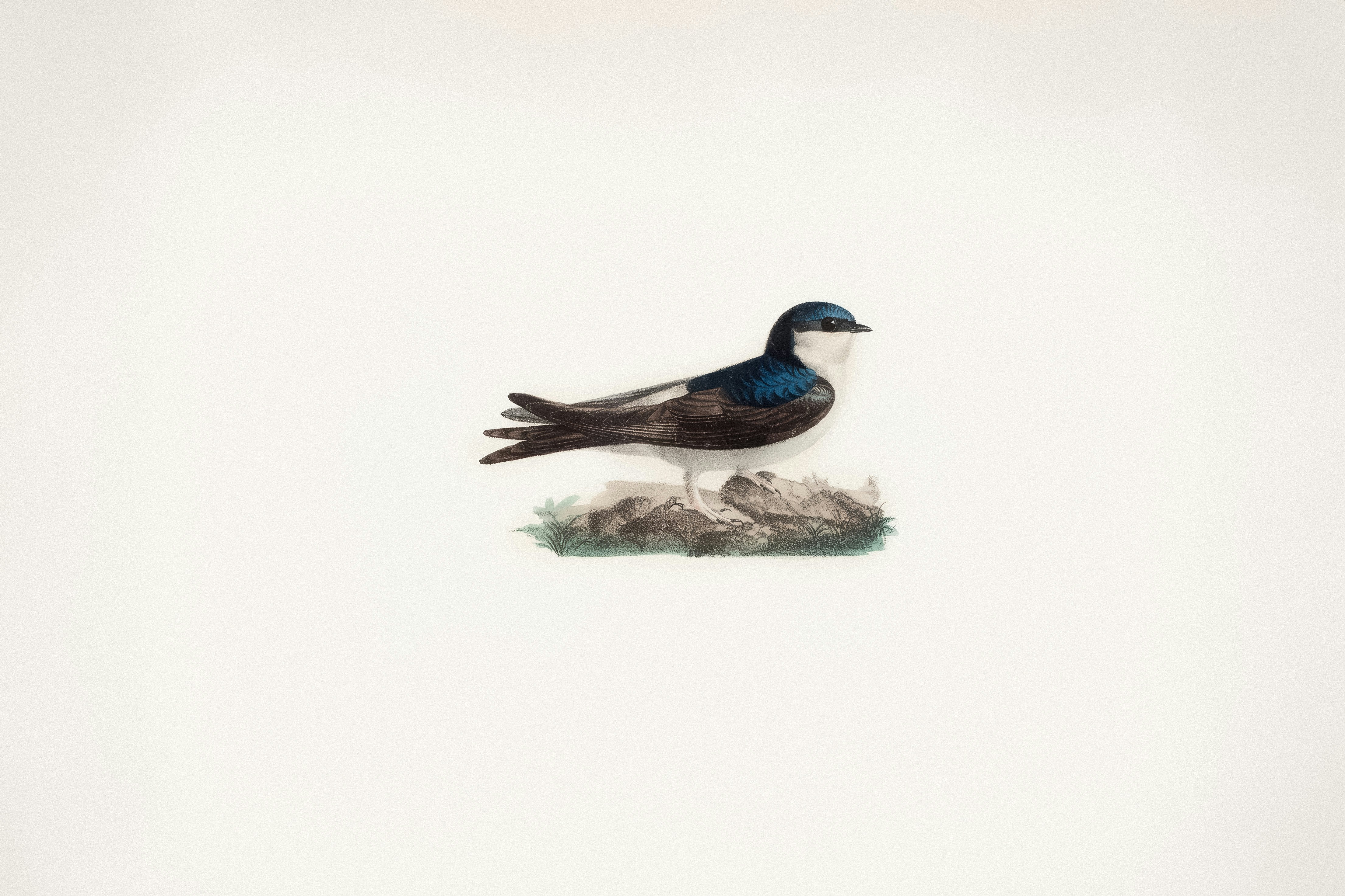 바위 위에 앉아 있는 작은 새