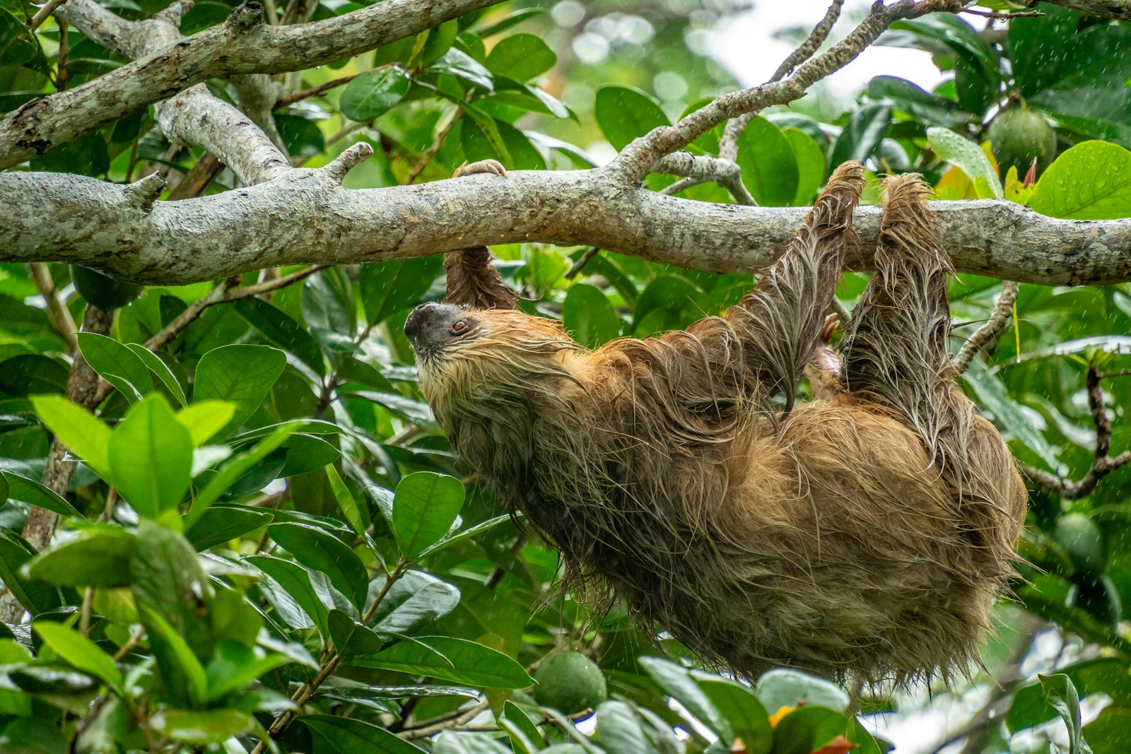 A sloth hanging from a leafy branch near Puerto Viejo on the Caribbean coast
