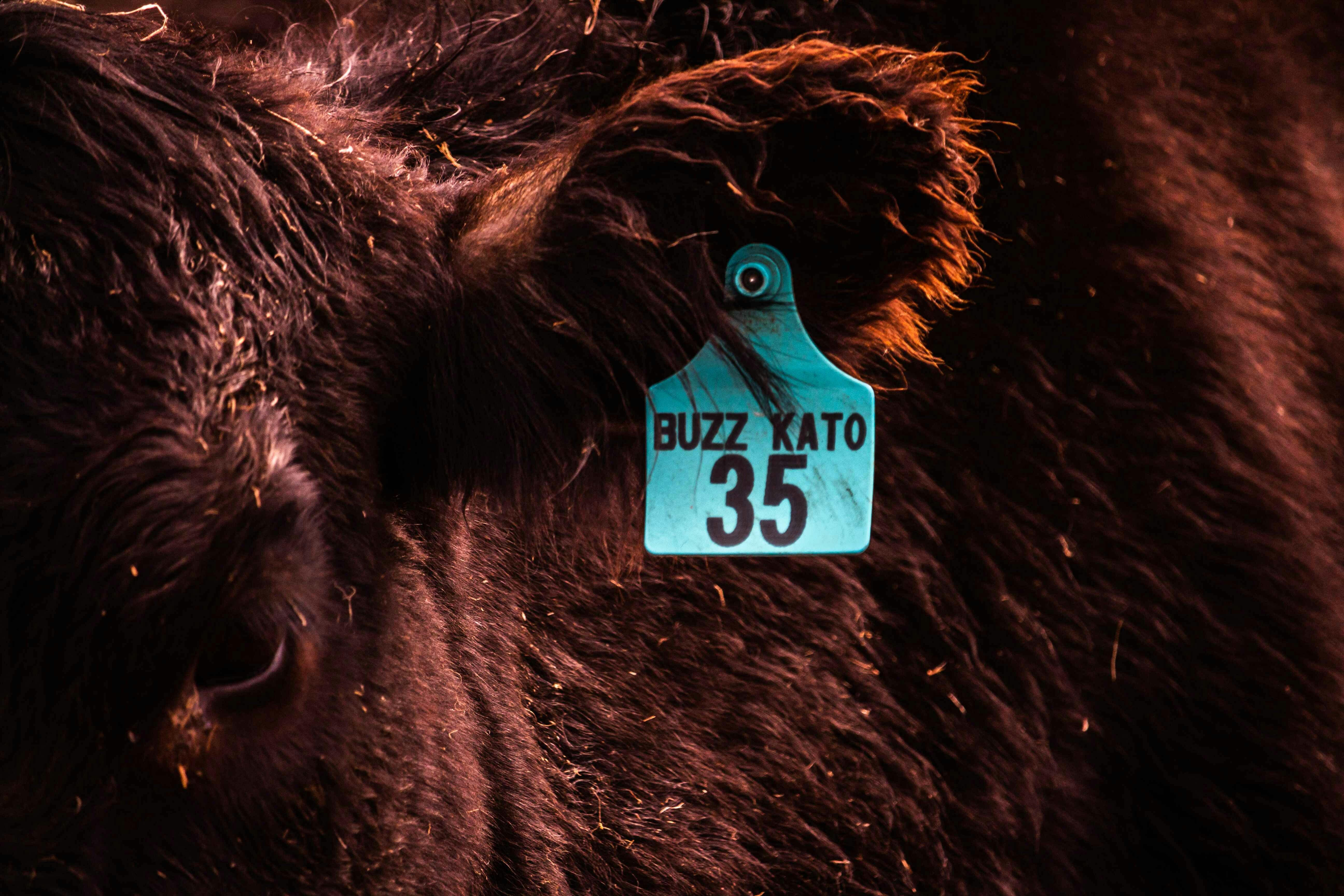 A cow with a name tag.