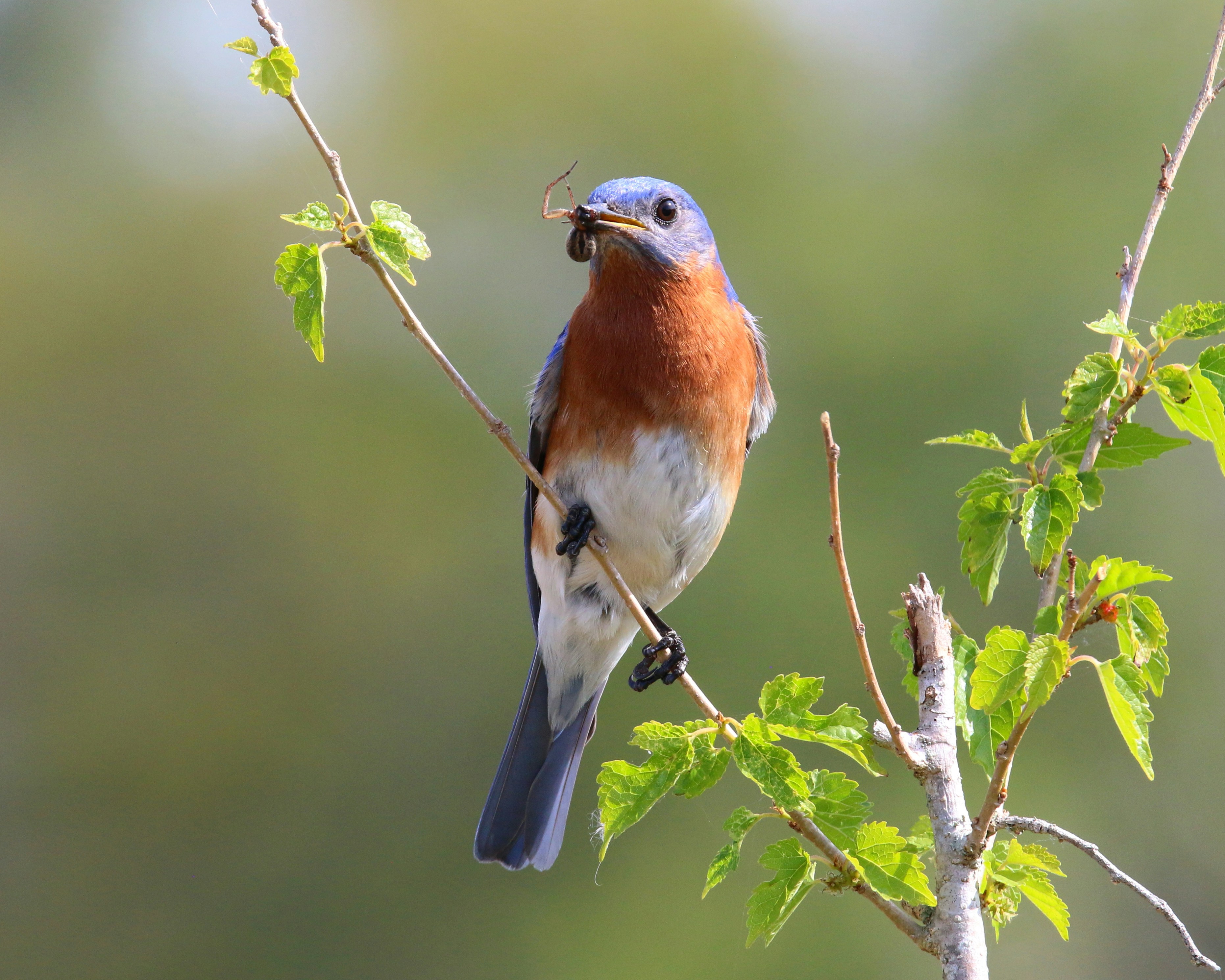 Photo by goldenplover31