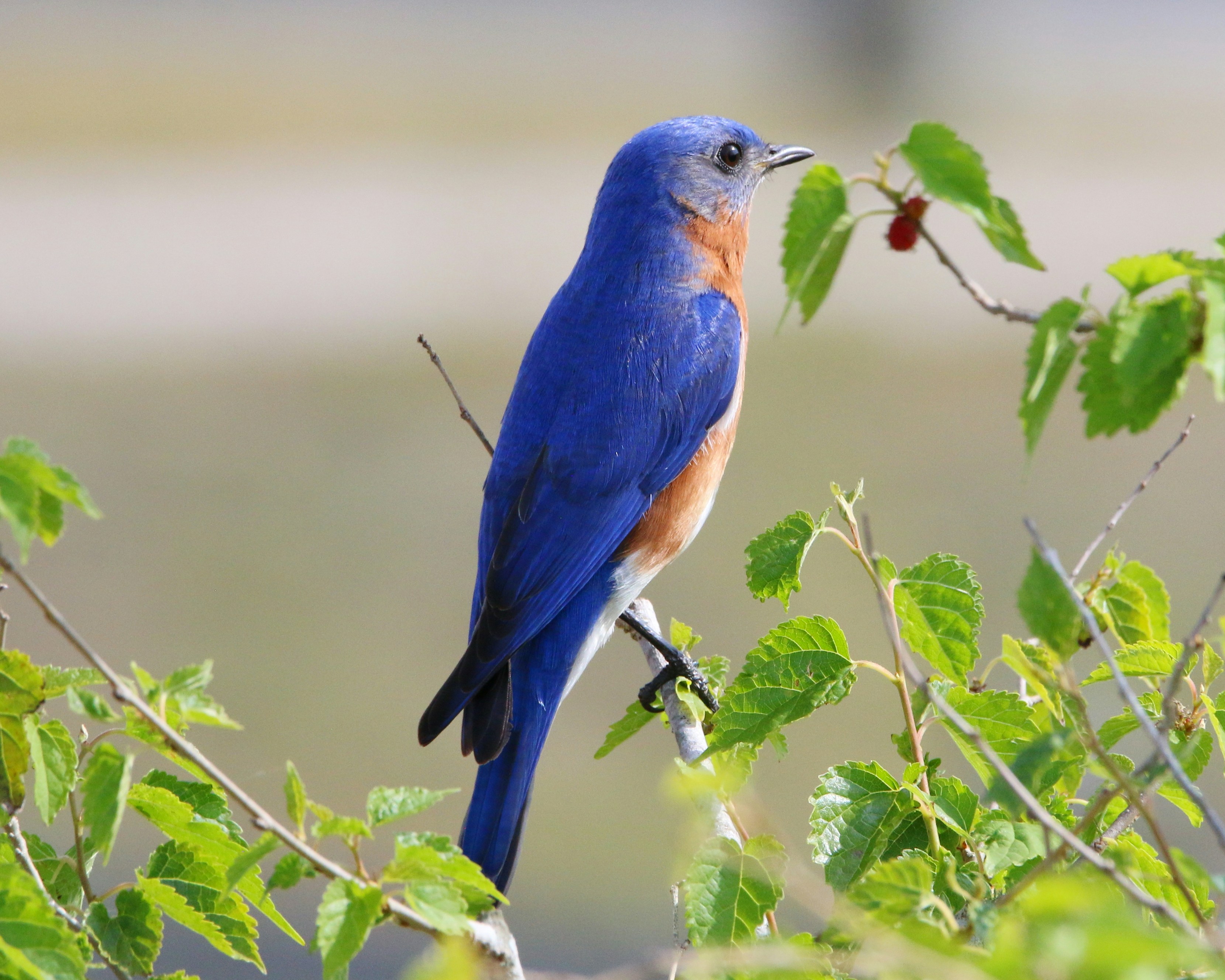 Photo by goldenplover31