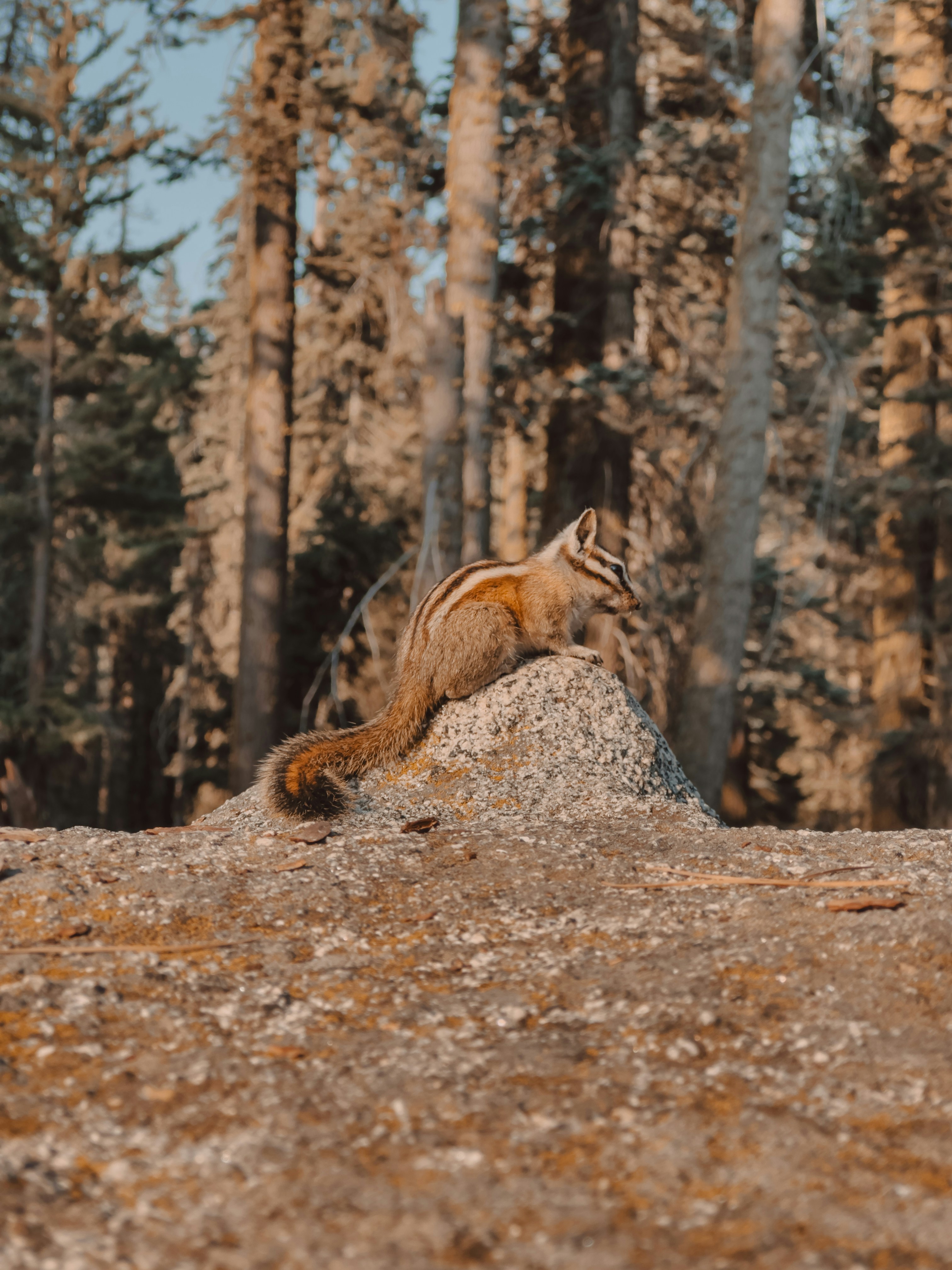 A chipmunk perches on a rock in the woods.