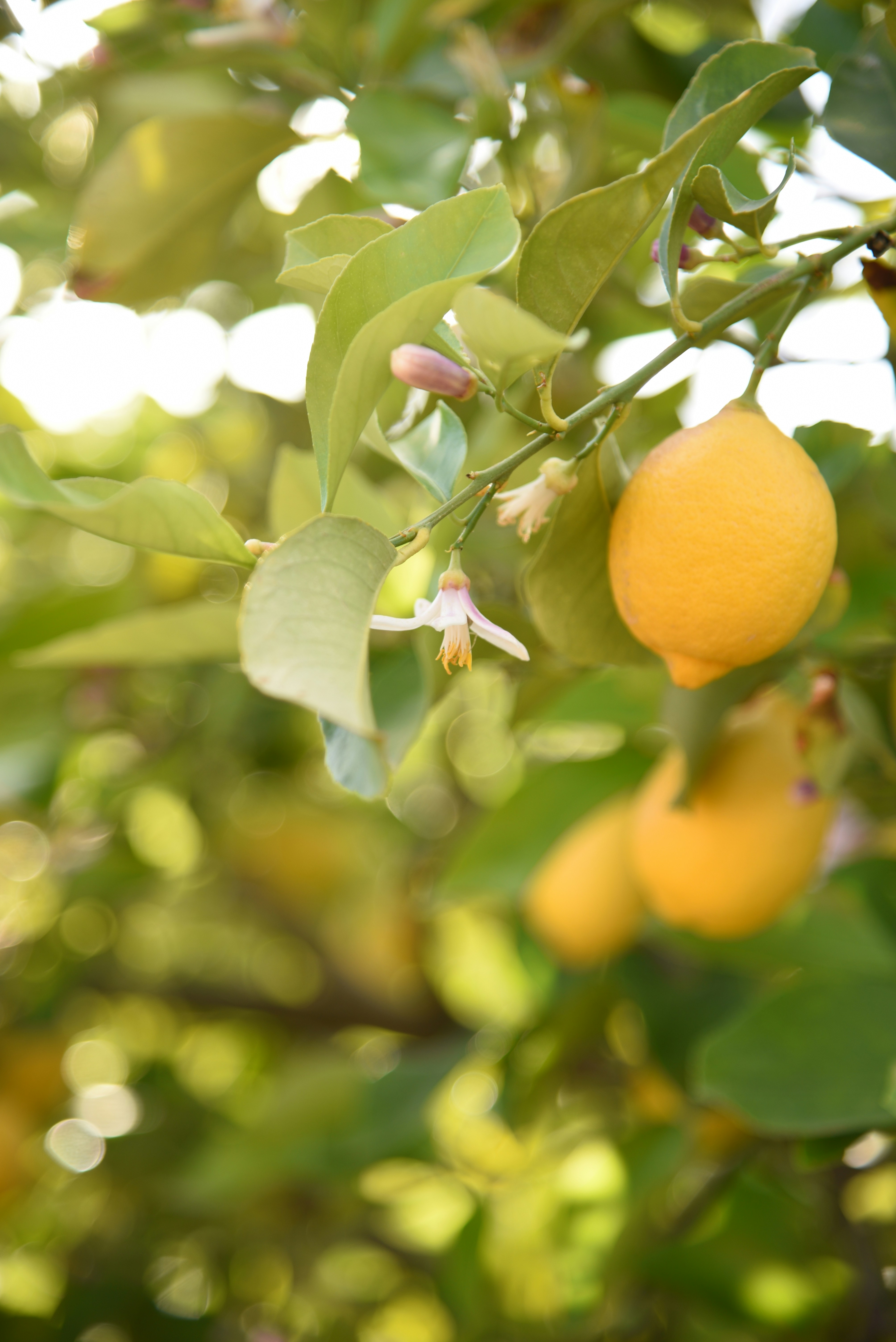 Photo by kameliahayati