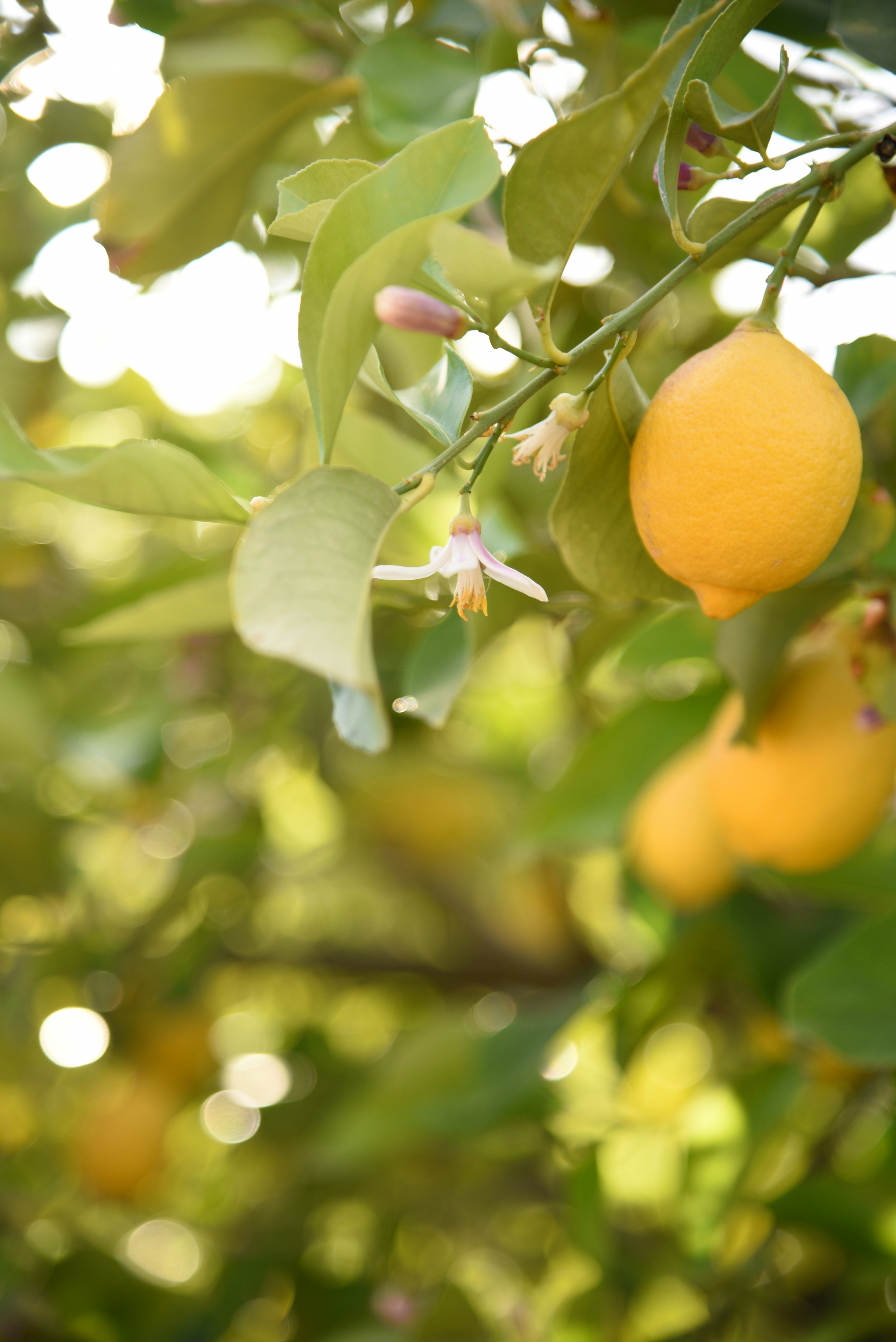 Photo by kameliahayati