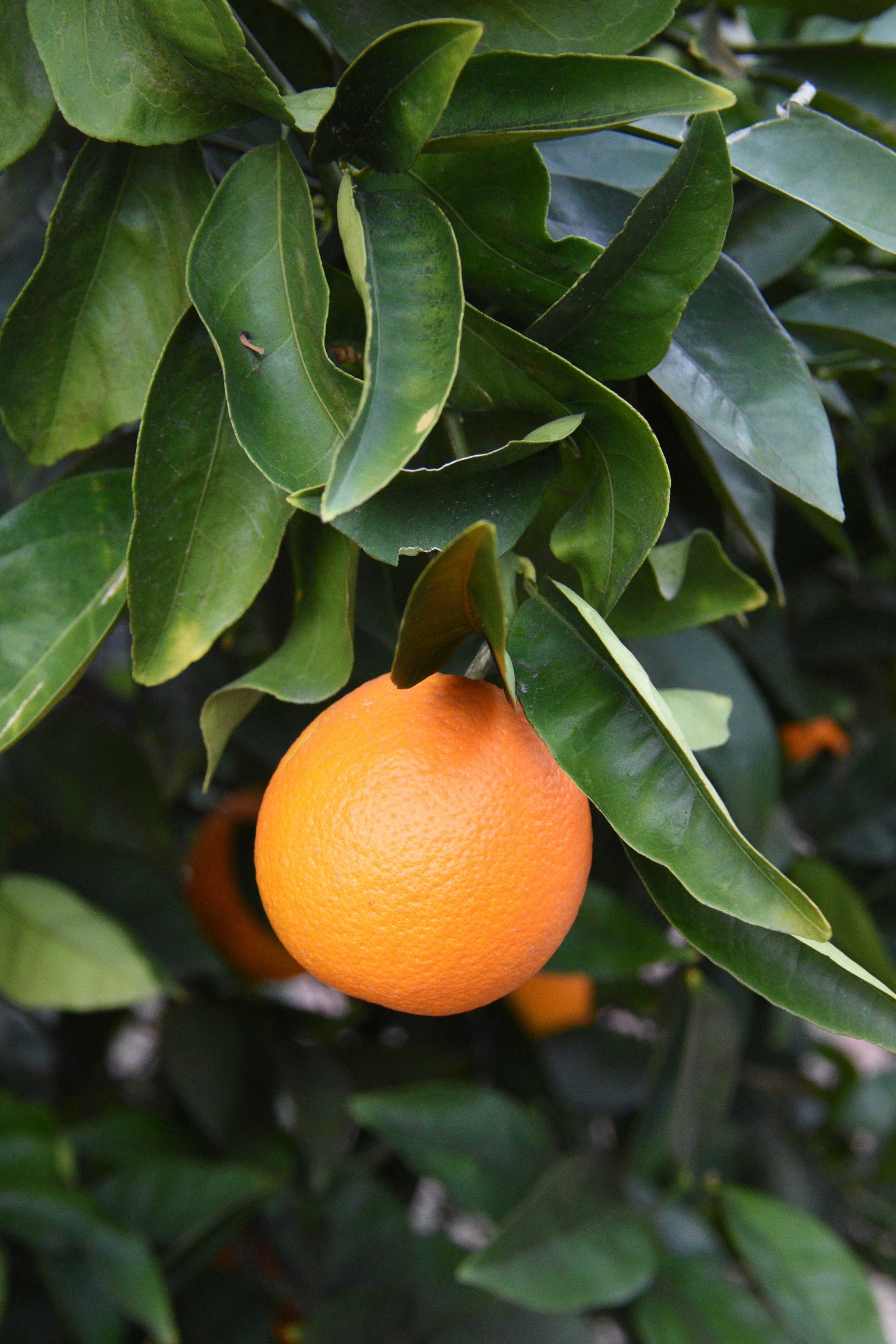 Photo by kameliahayati