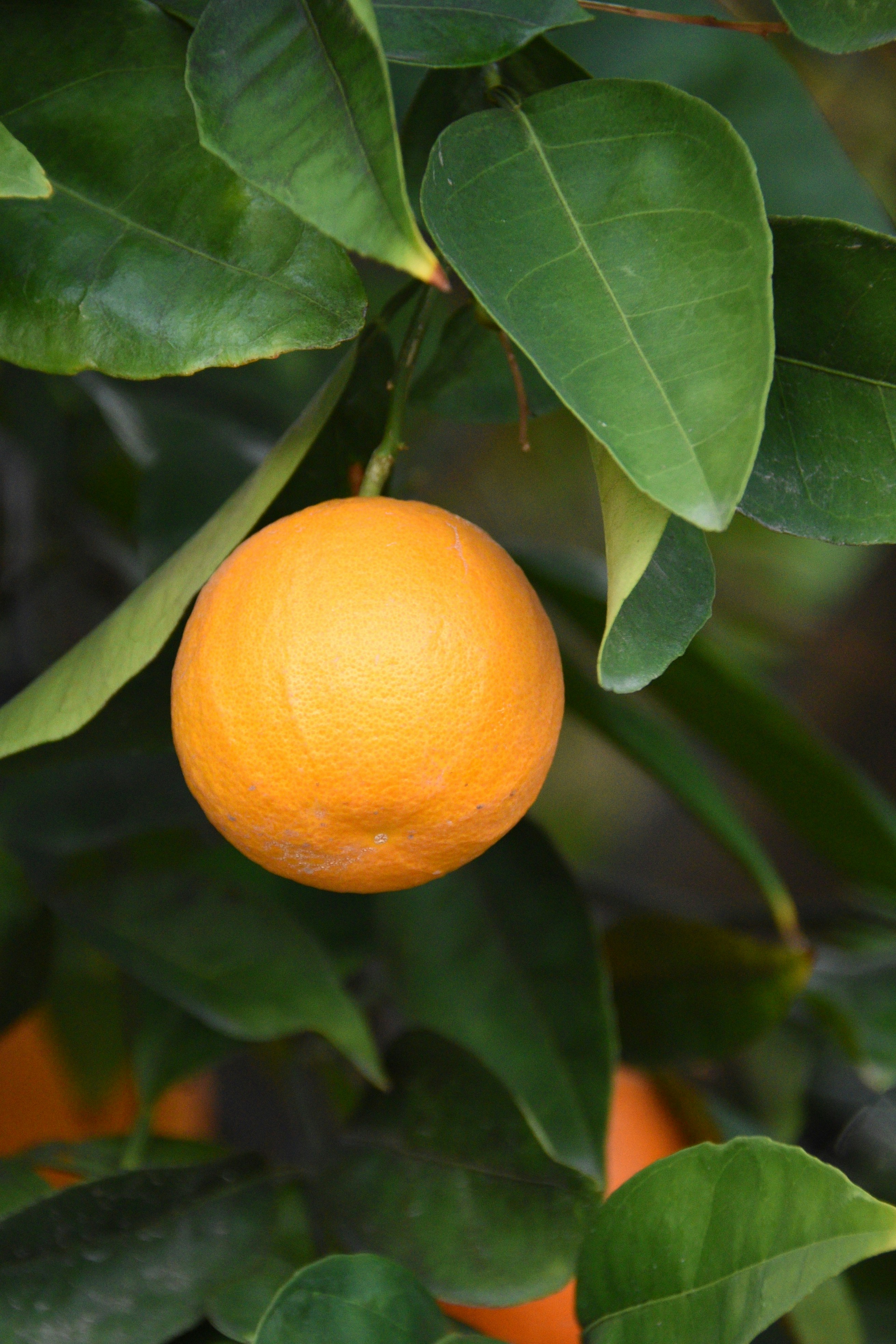 Photo by kameliahayati