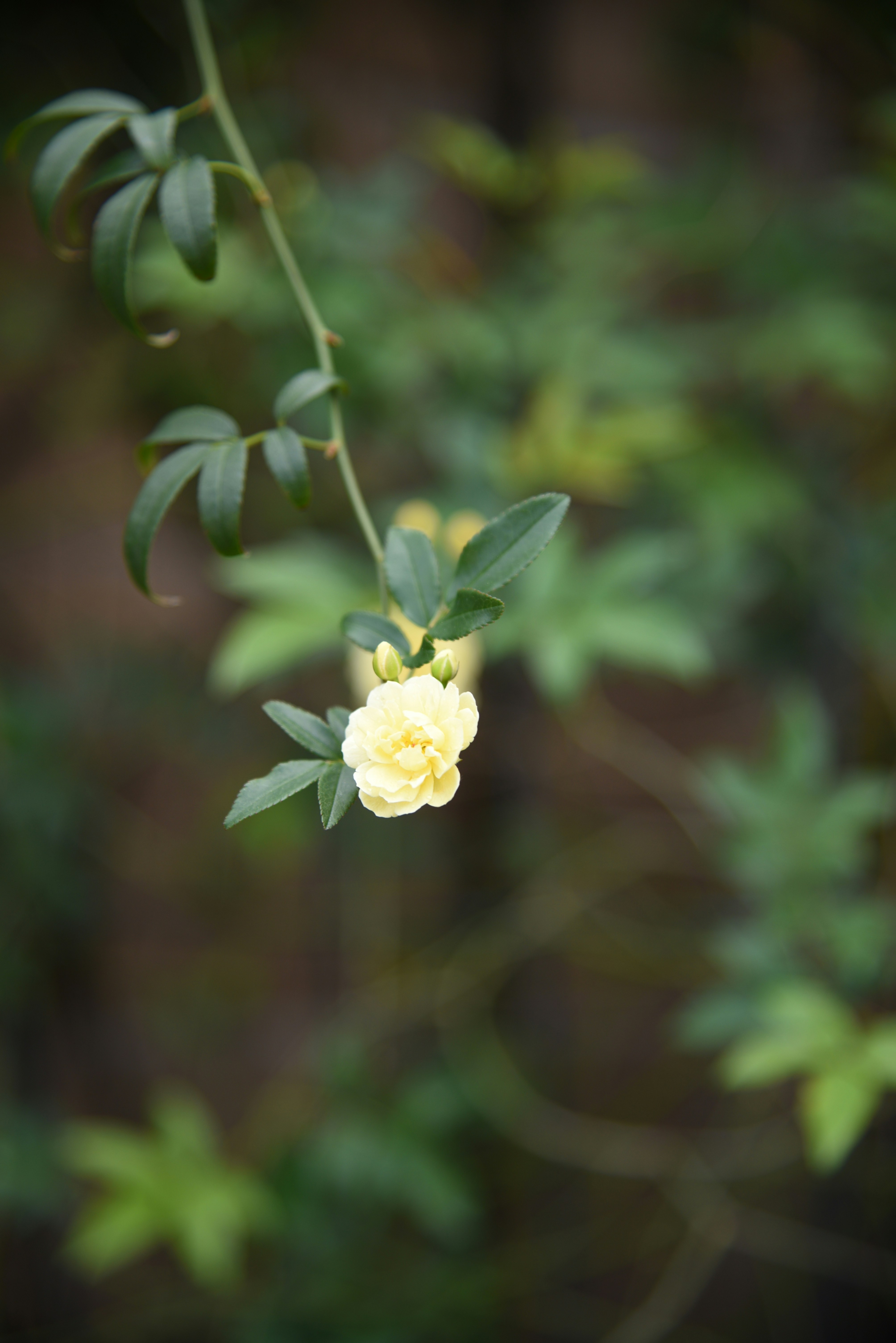 Photo by kameliahayati