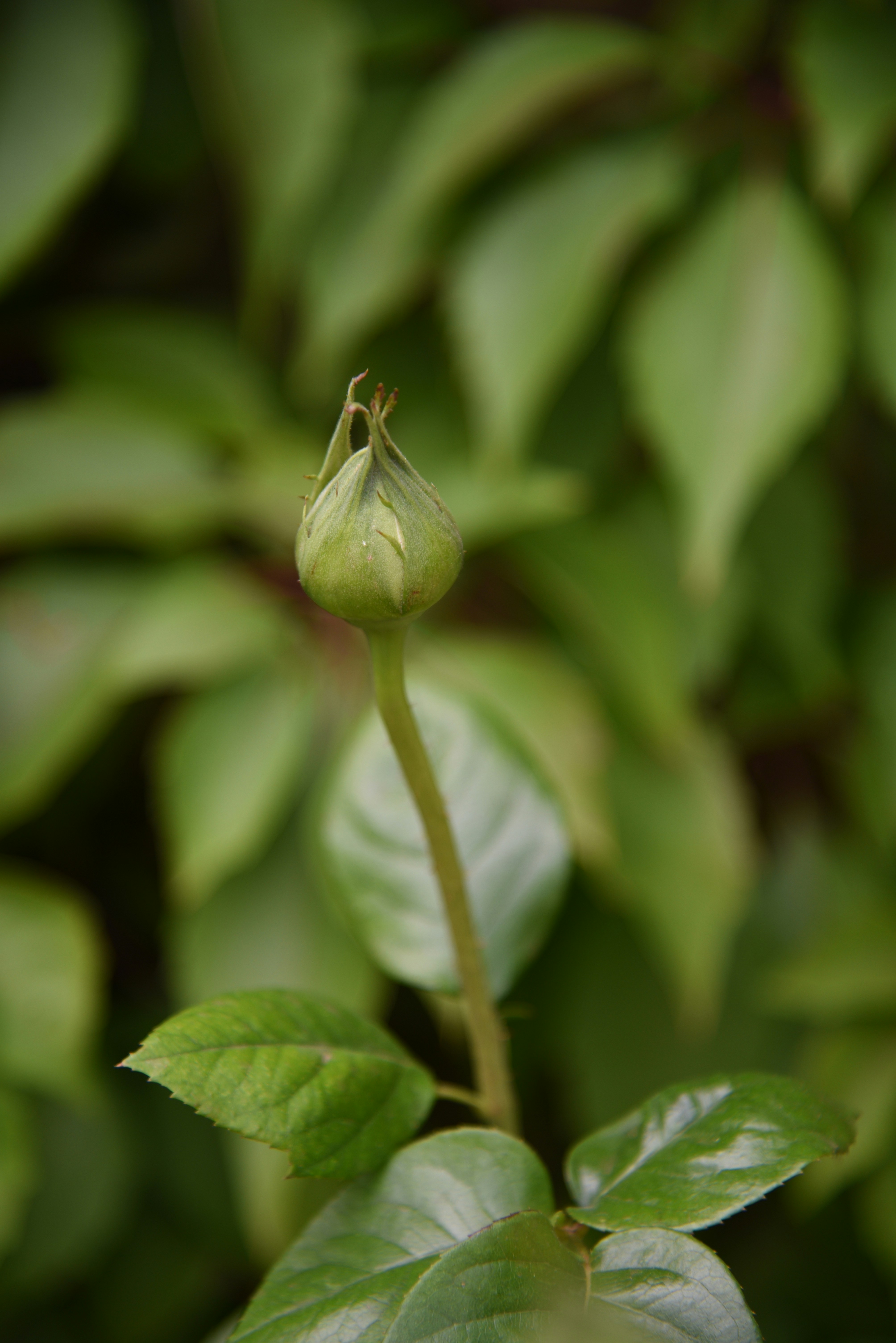 Photo by kameliahayati