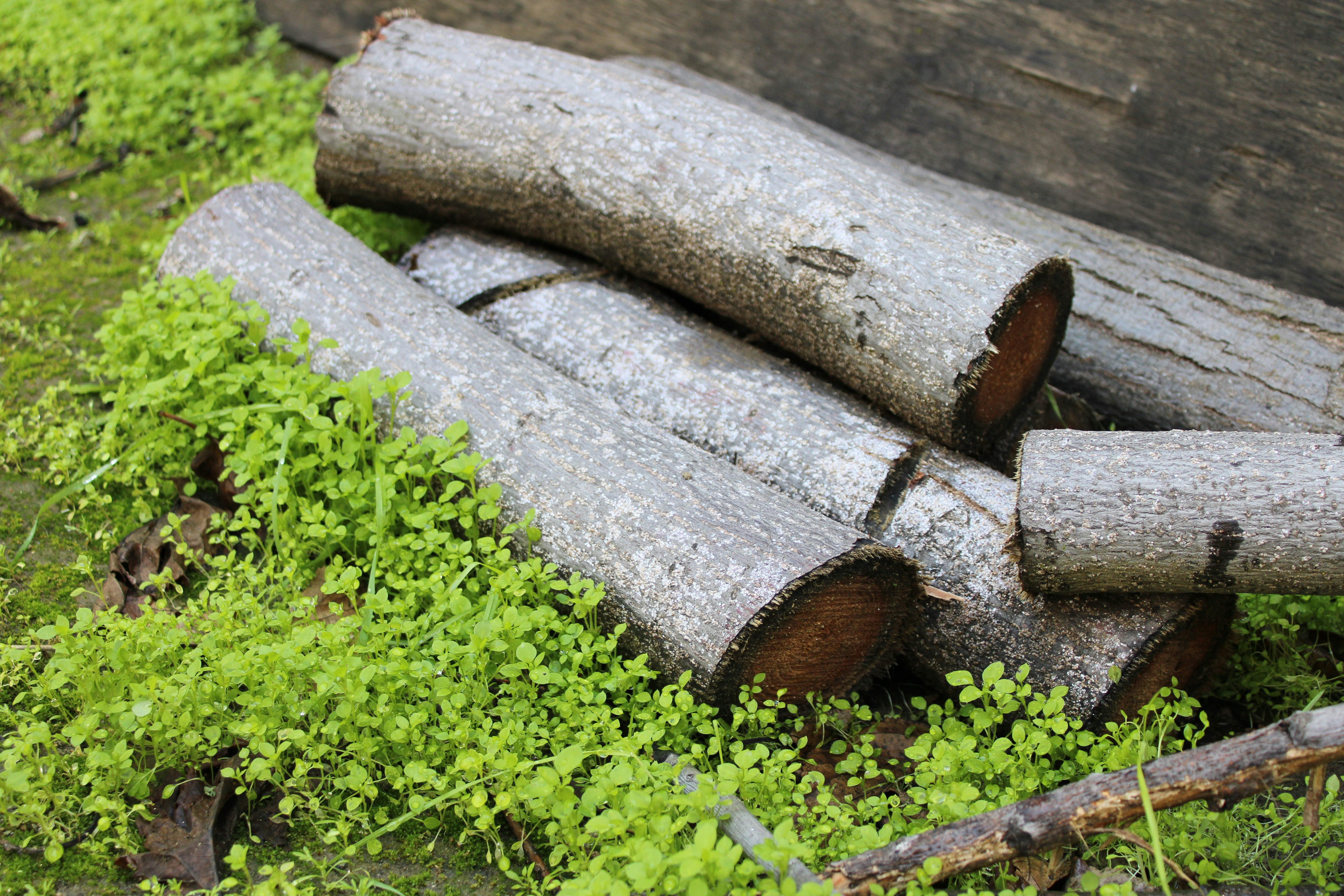 A comparison of cedar and other materials for garden beds