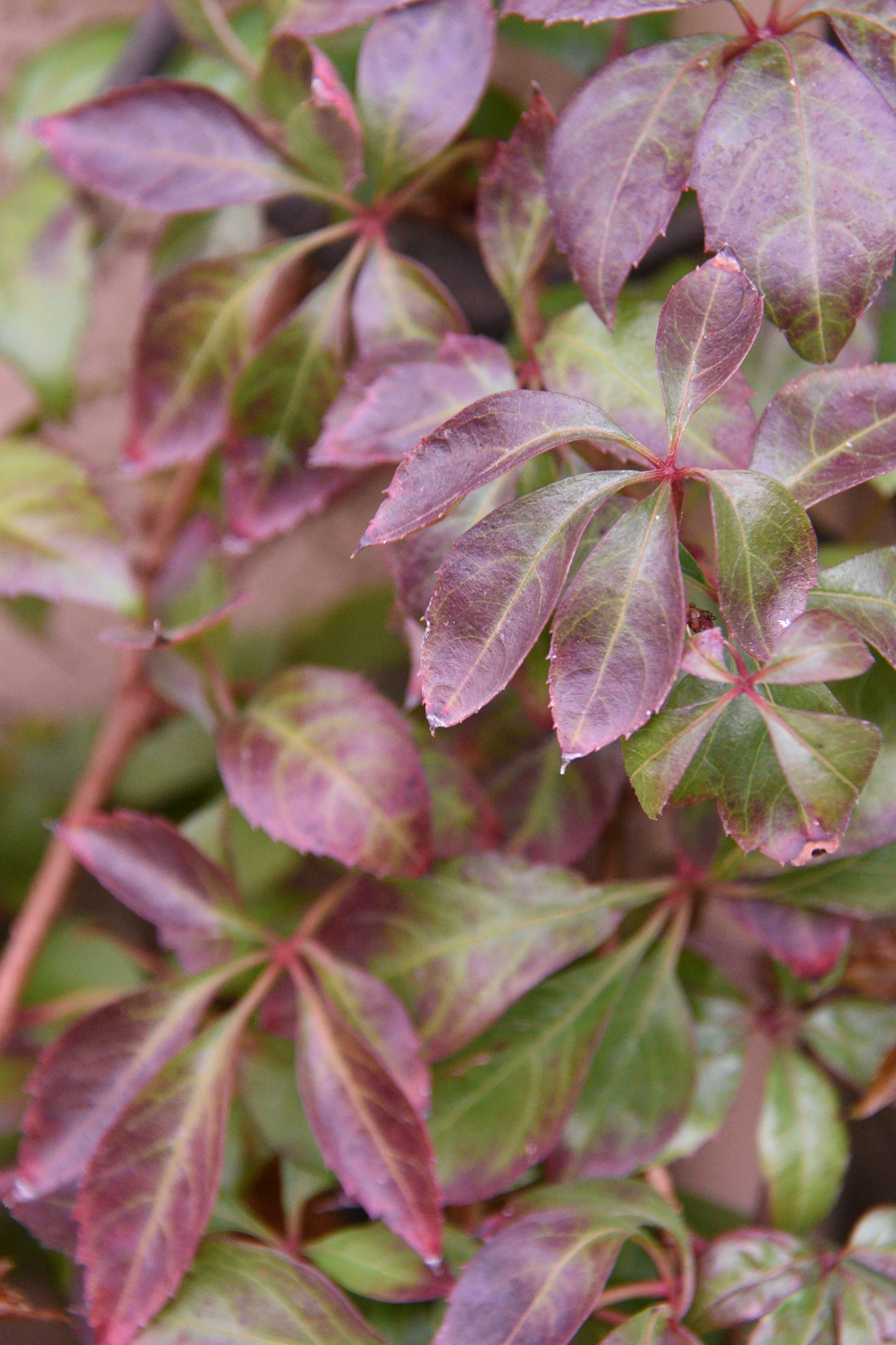 Photo by kameliahayati