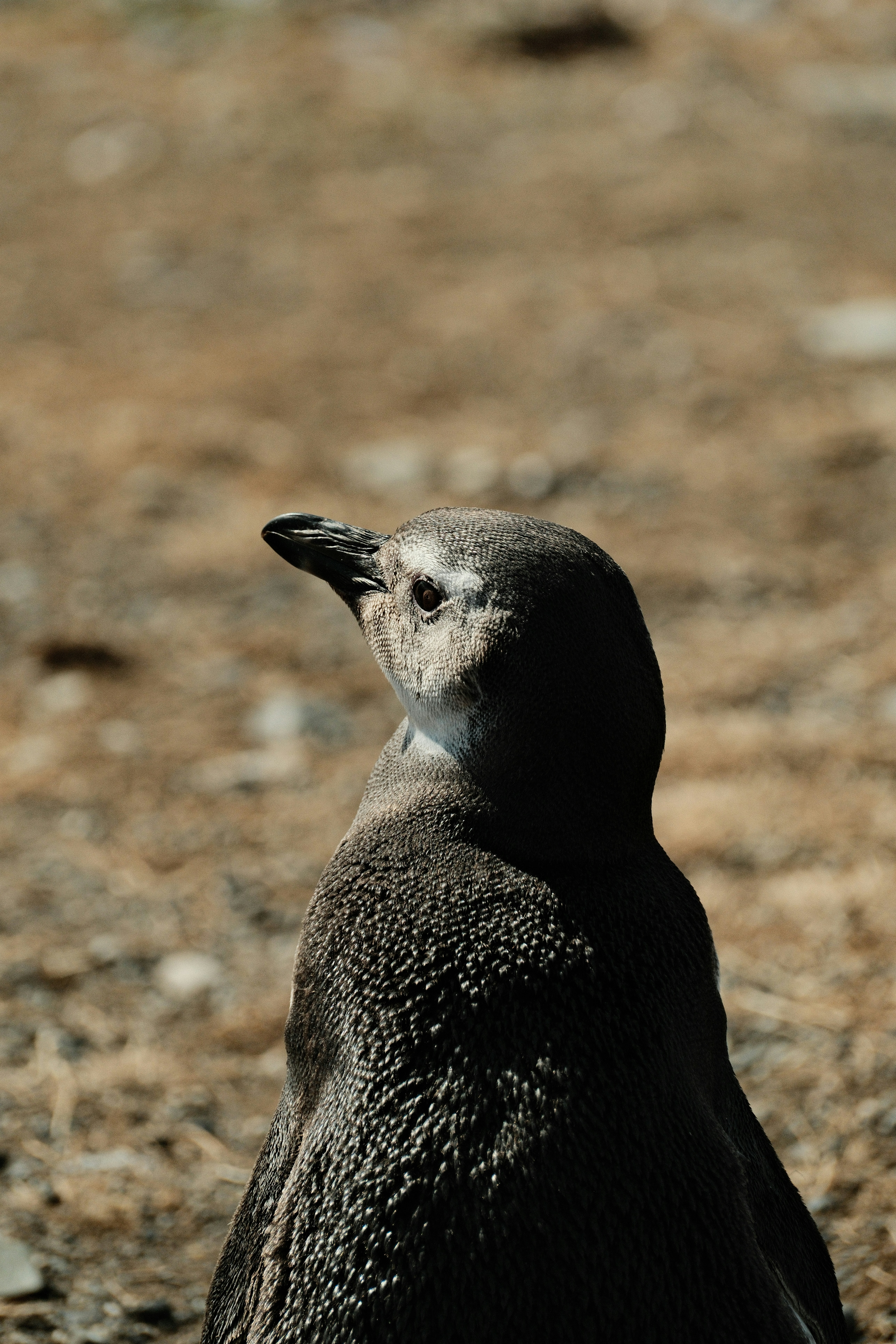 Photo by tonny_huang