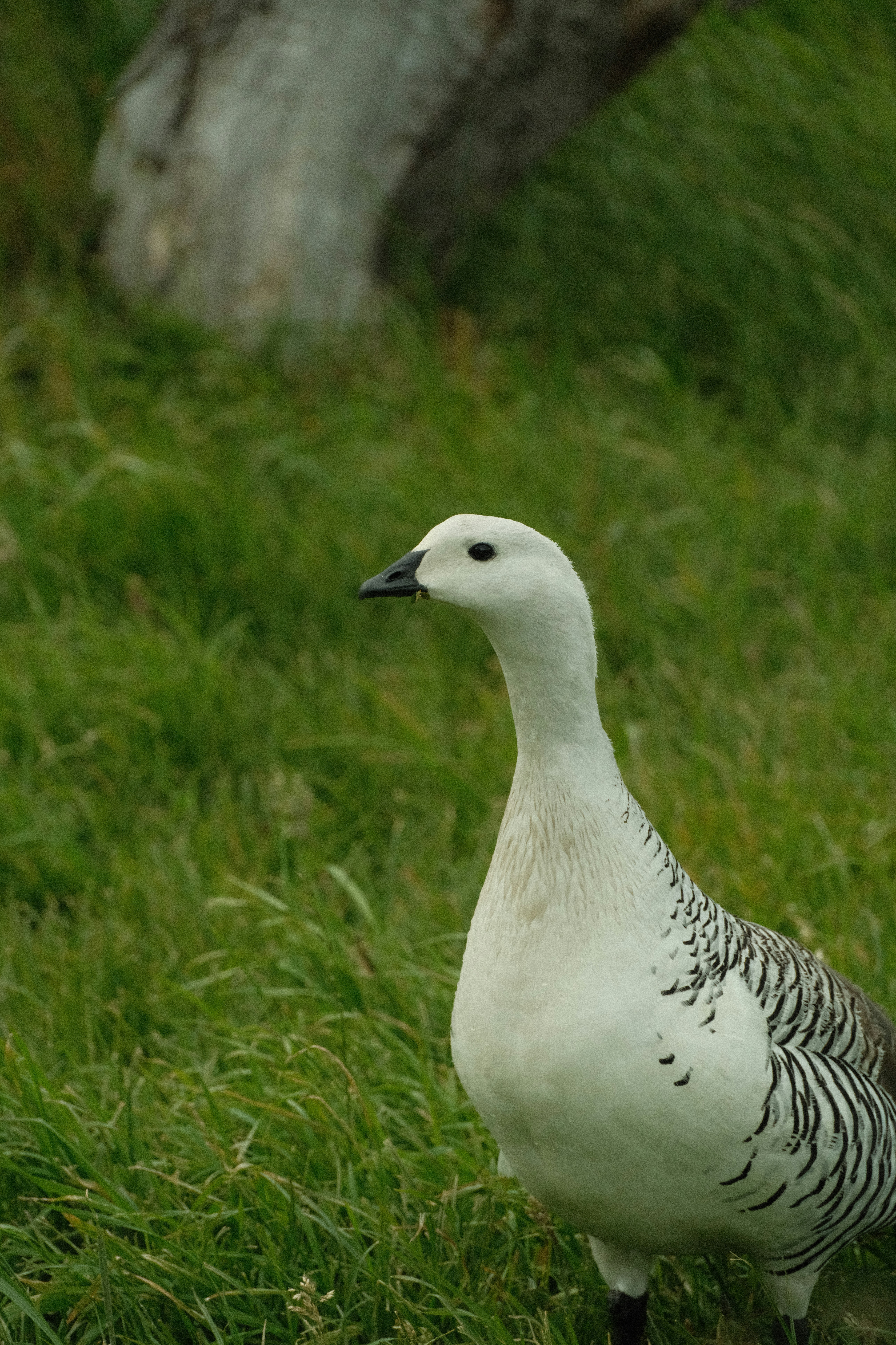 A beautiful, white bird stands in green grass.