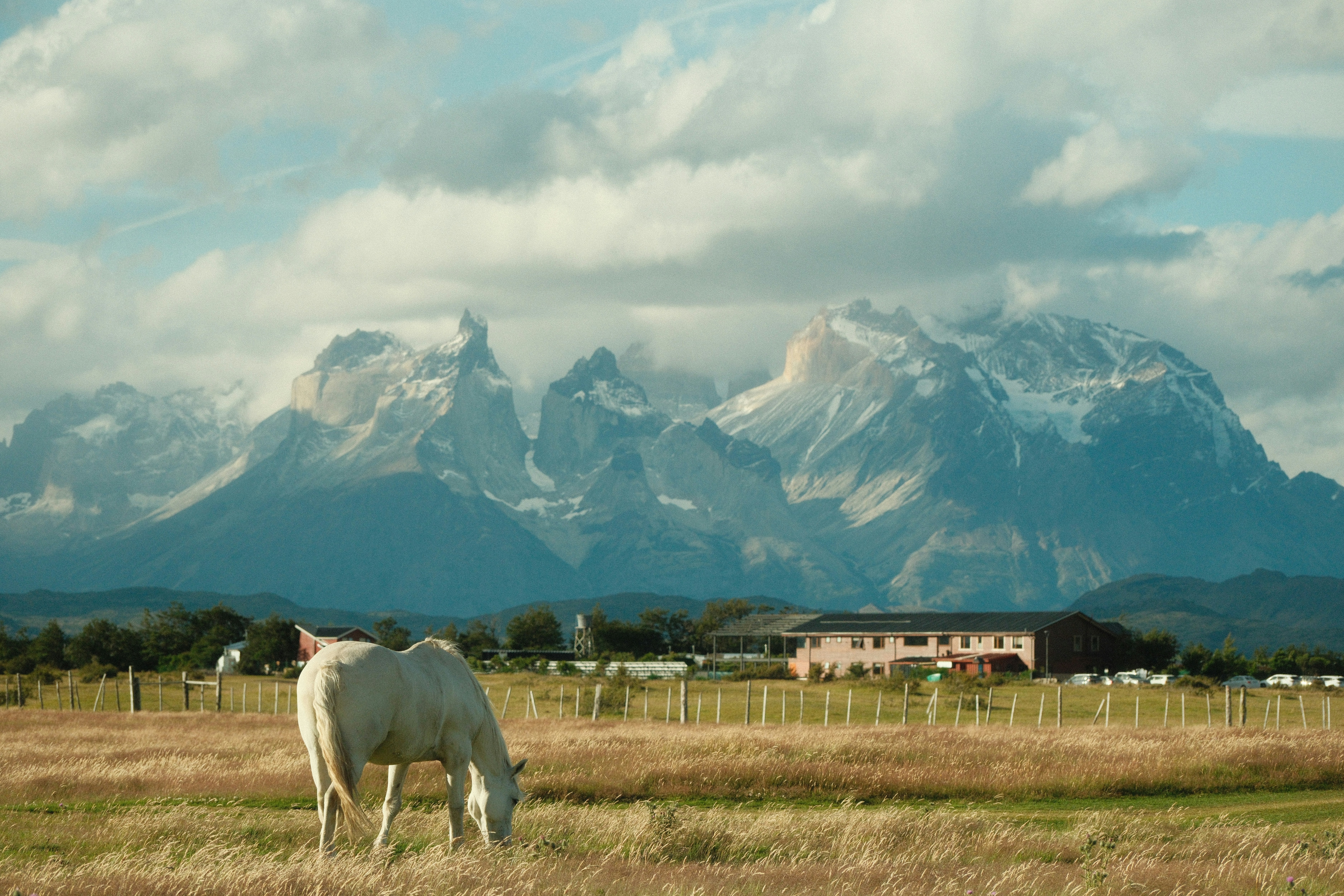 A white horse grazes with mountains in the background.