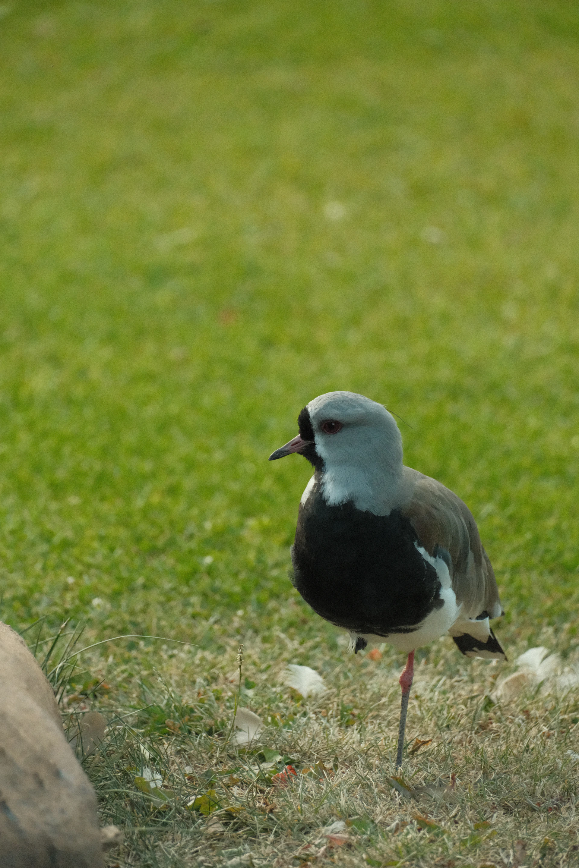 A bird stands on one leg in a grassy field