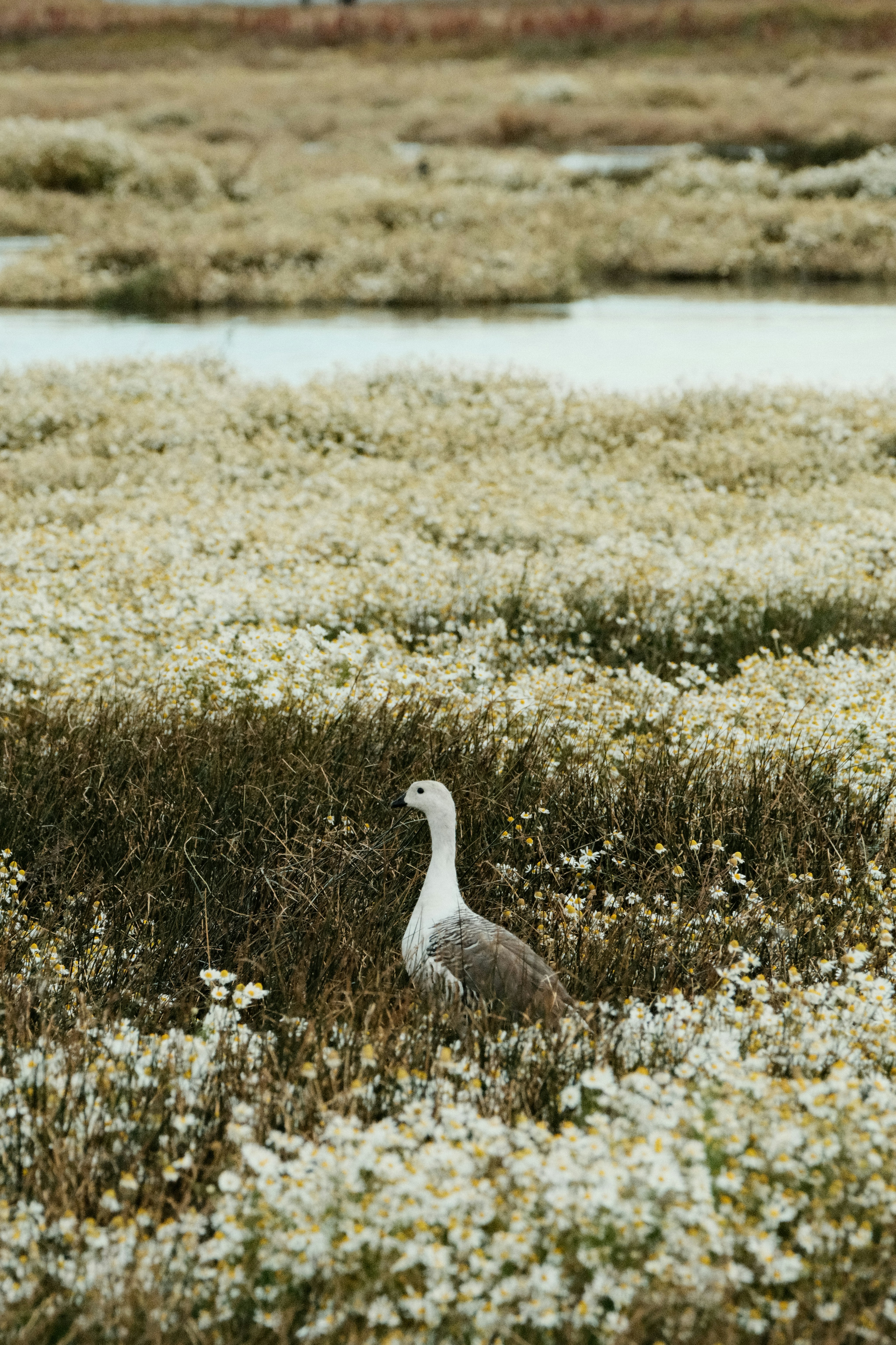 A goose stands amongst the white flowers.