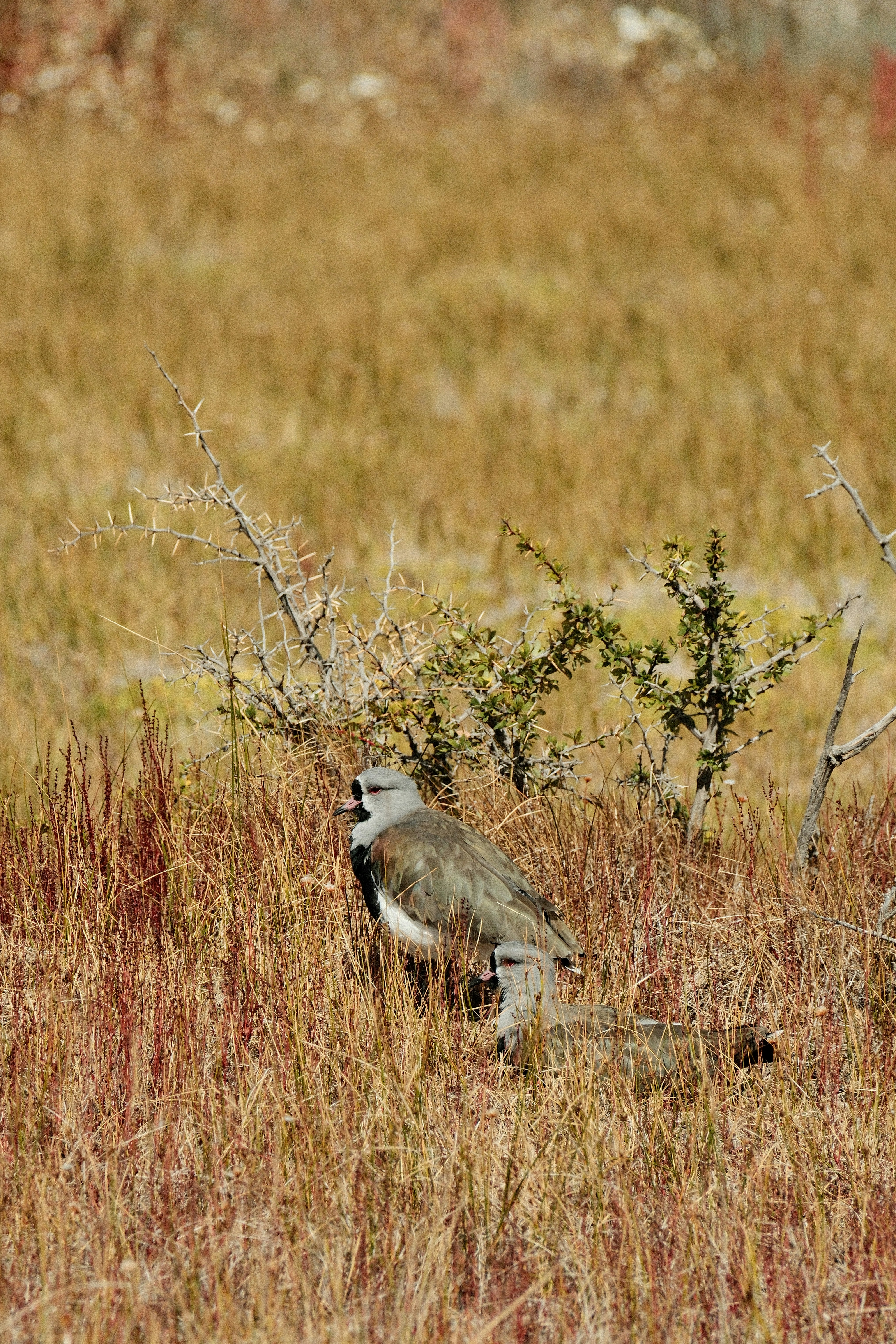El Calafate – Neighborhoods & Urban Structure