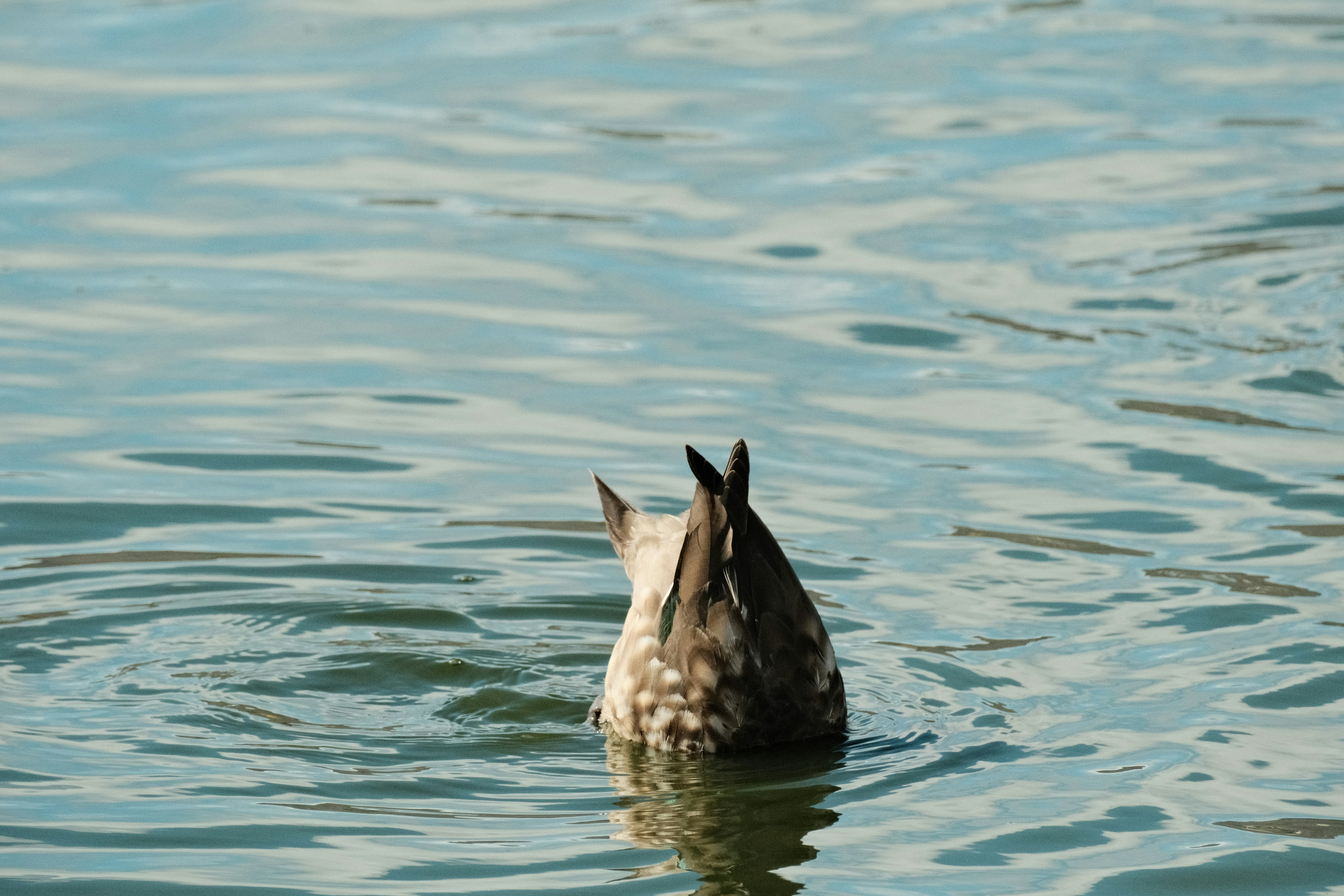 Photo by tonny_huang