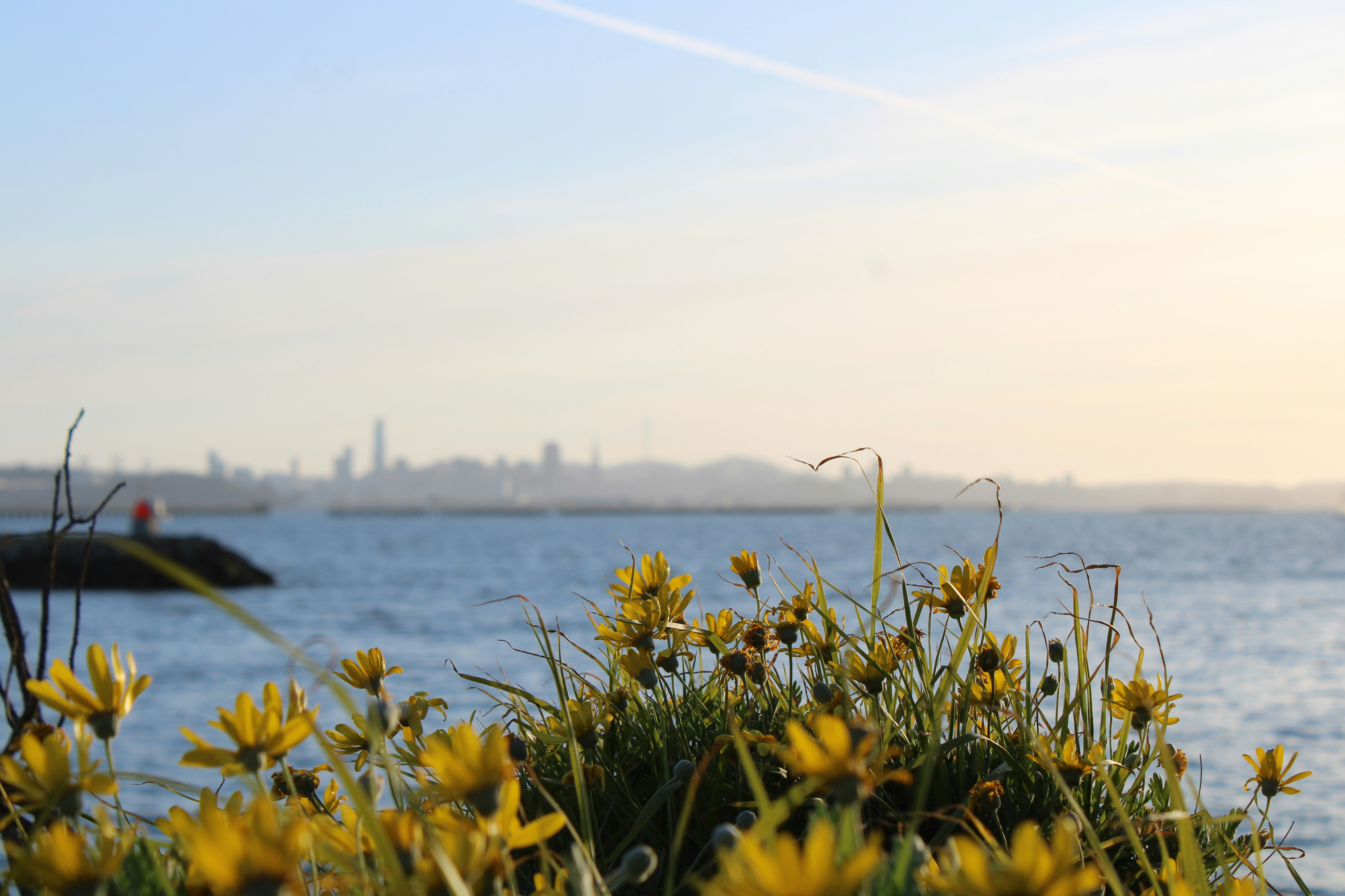 Yellow flowers frame the water and distant city