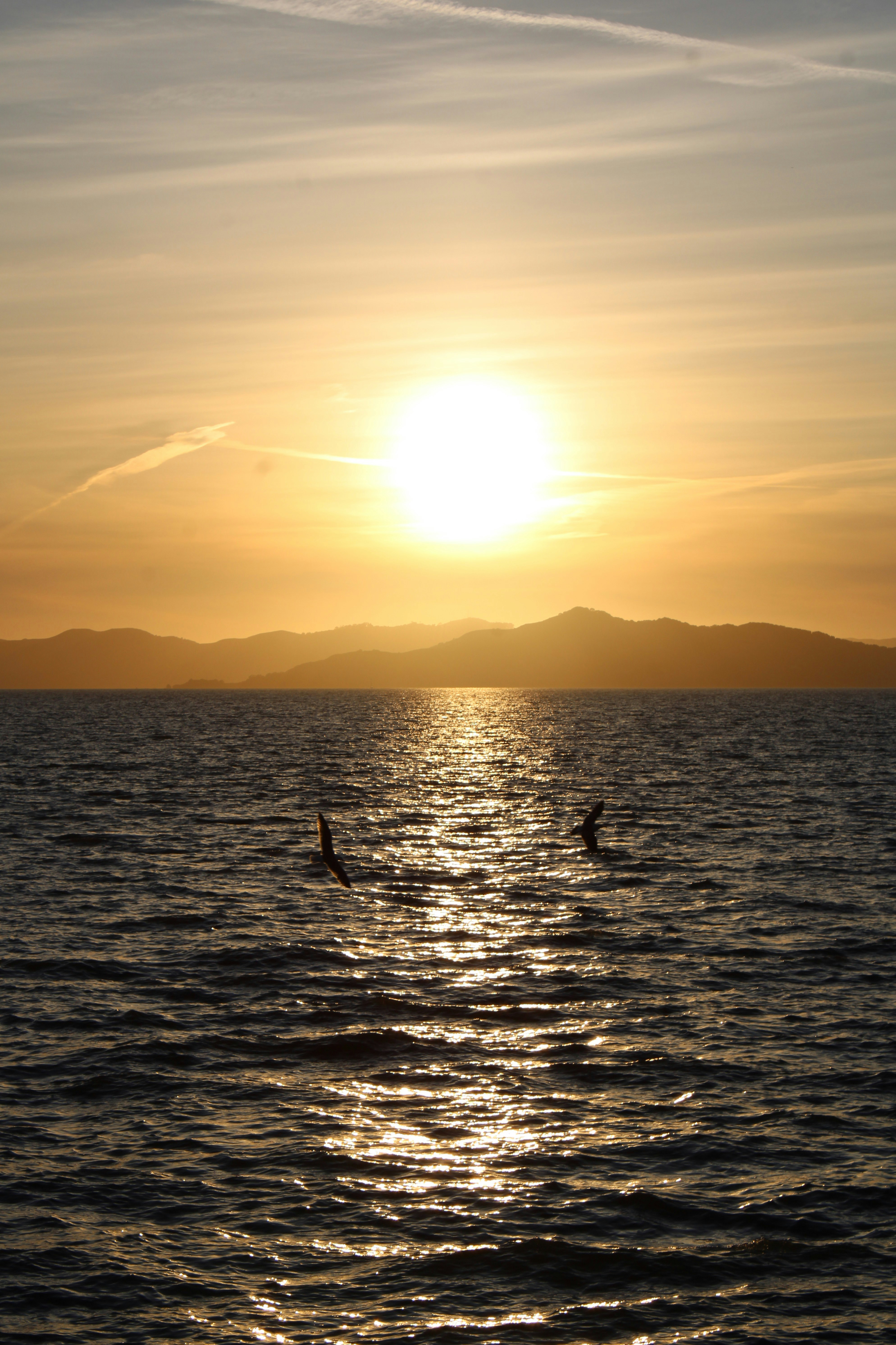 Sunset over the water, with silhouettes of birds