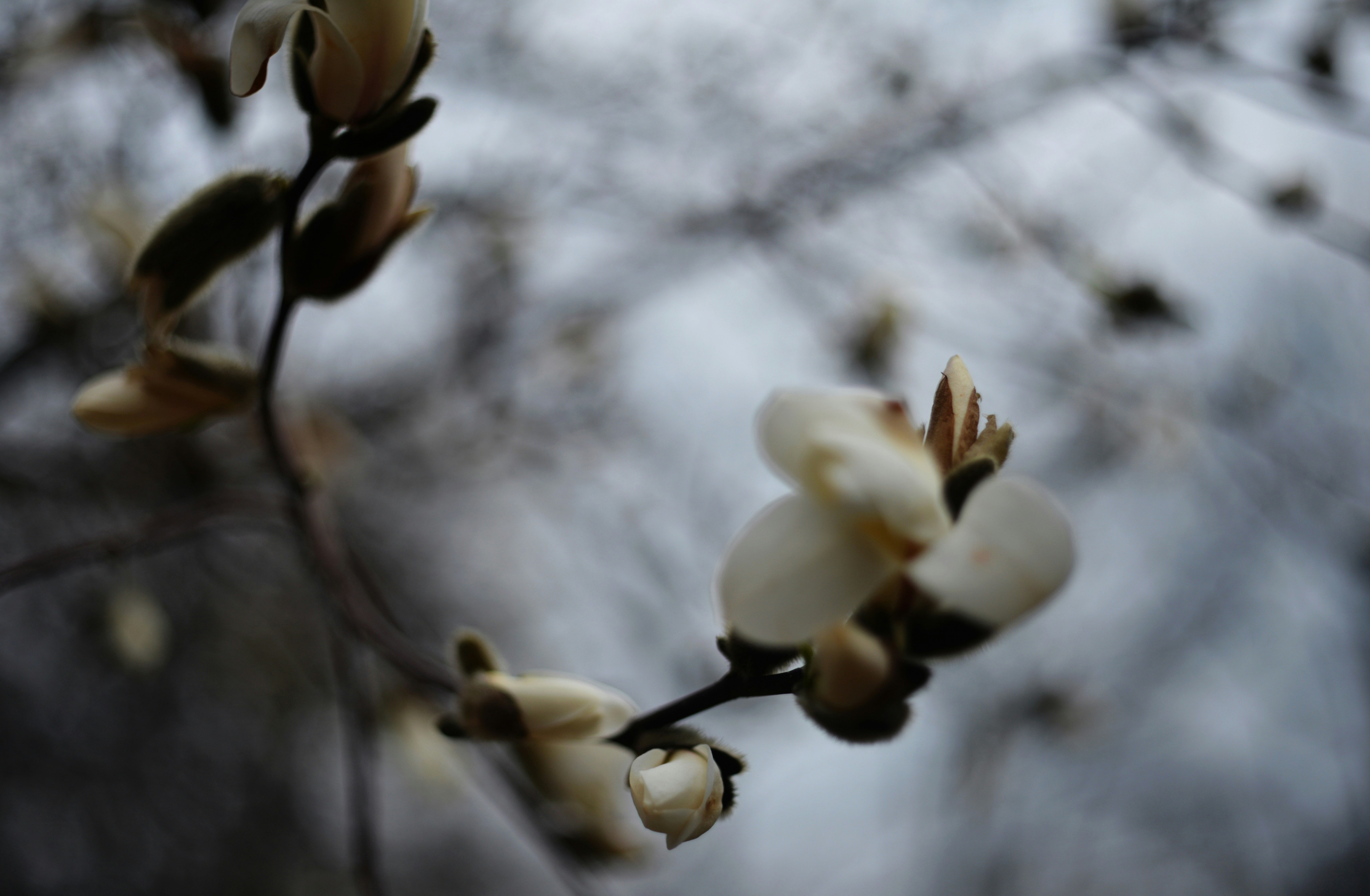 Photo by cherstve_pechivo