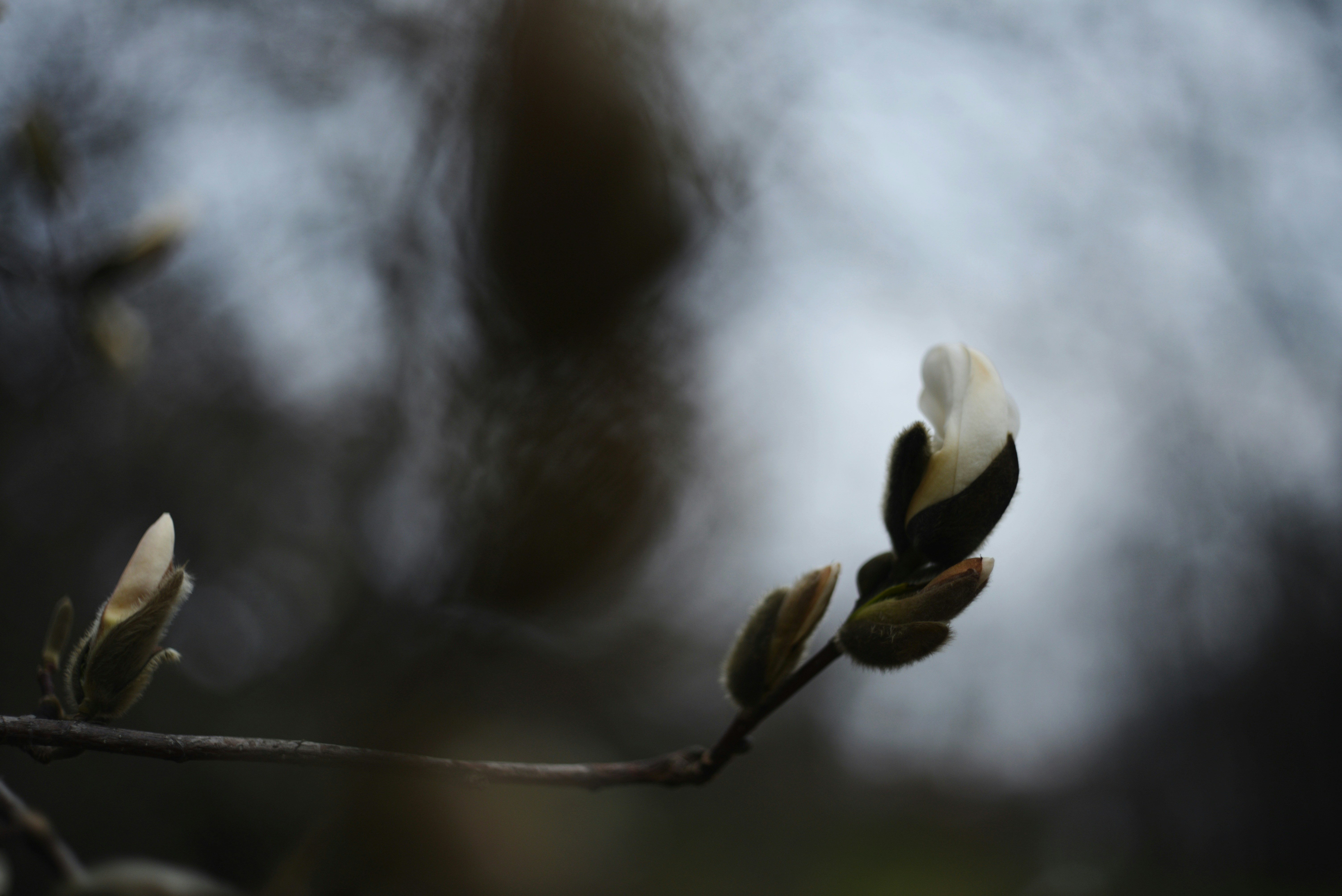 Reidenca Primavera
